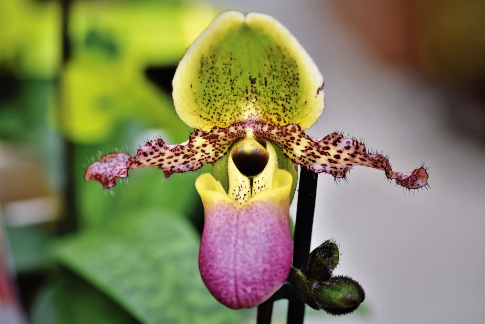 Nikon D7200 sample photo. Orchids, orchid flower, blossom photography