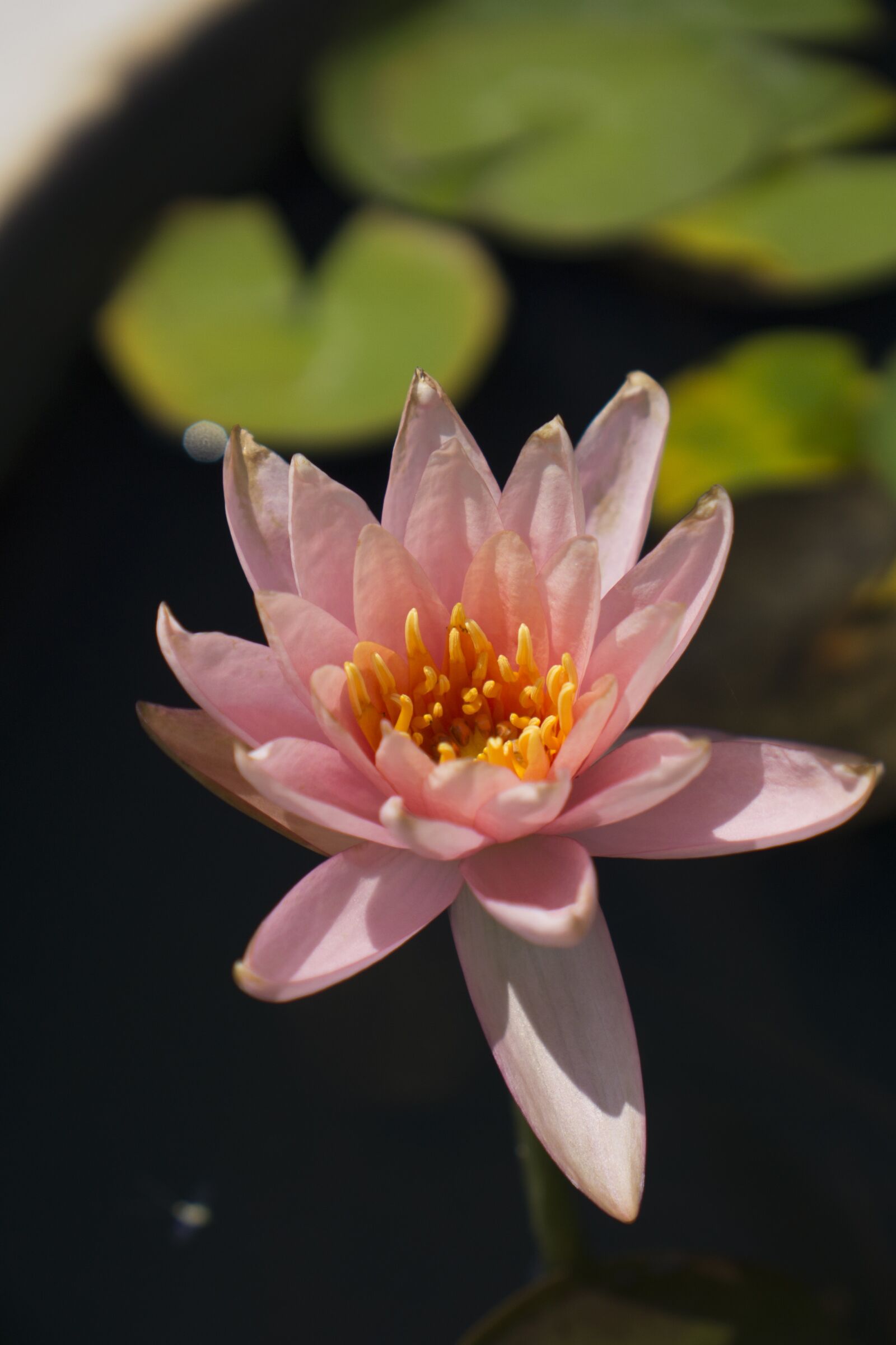 Sony a6000 sample photo. Lotus, nature, flower photography