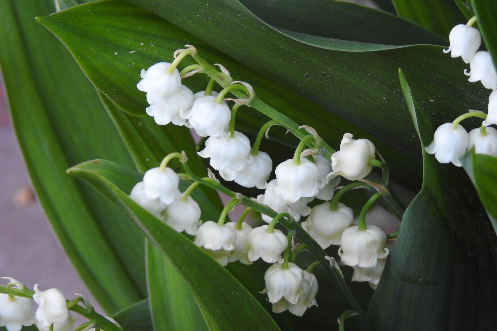 Nikon Coolpix P900 sample photo. Konwalie, may, flowering photography