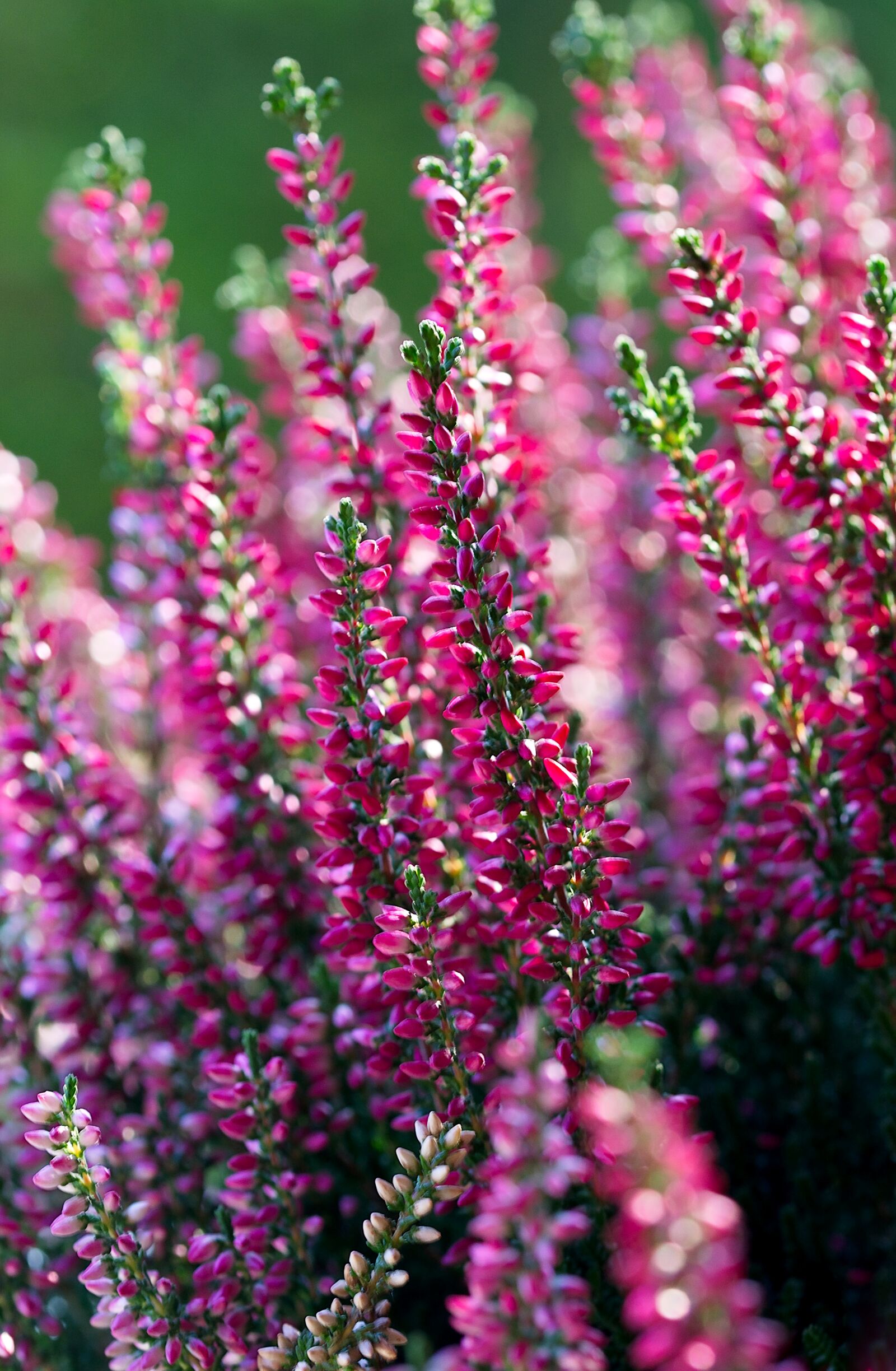 Nikon D7200 sample photo. Erica, flower, violet photography