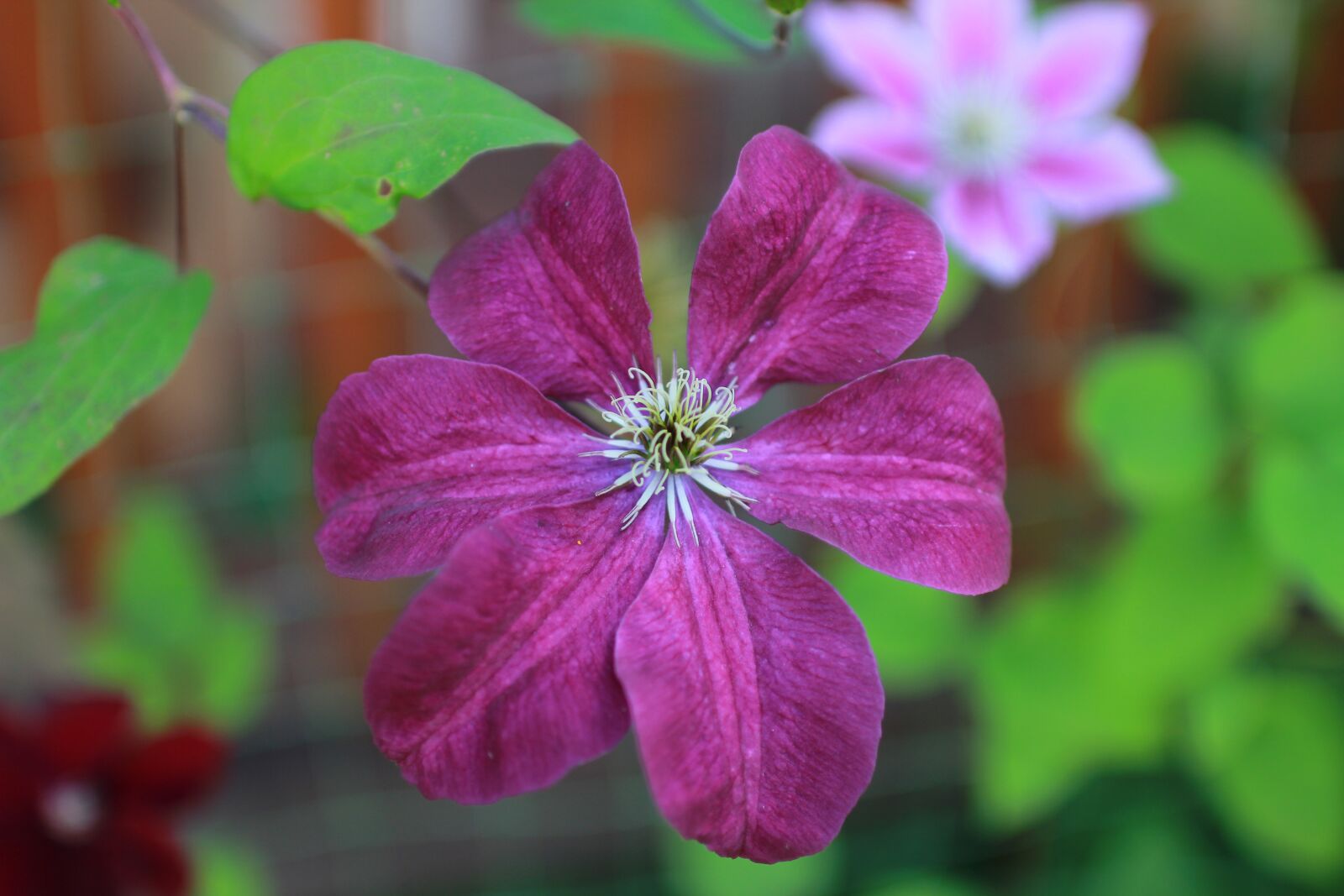 Canon EOS 60D sample photo. Clematis, lozinka, flower photography