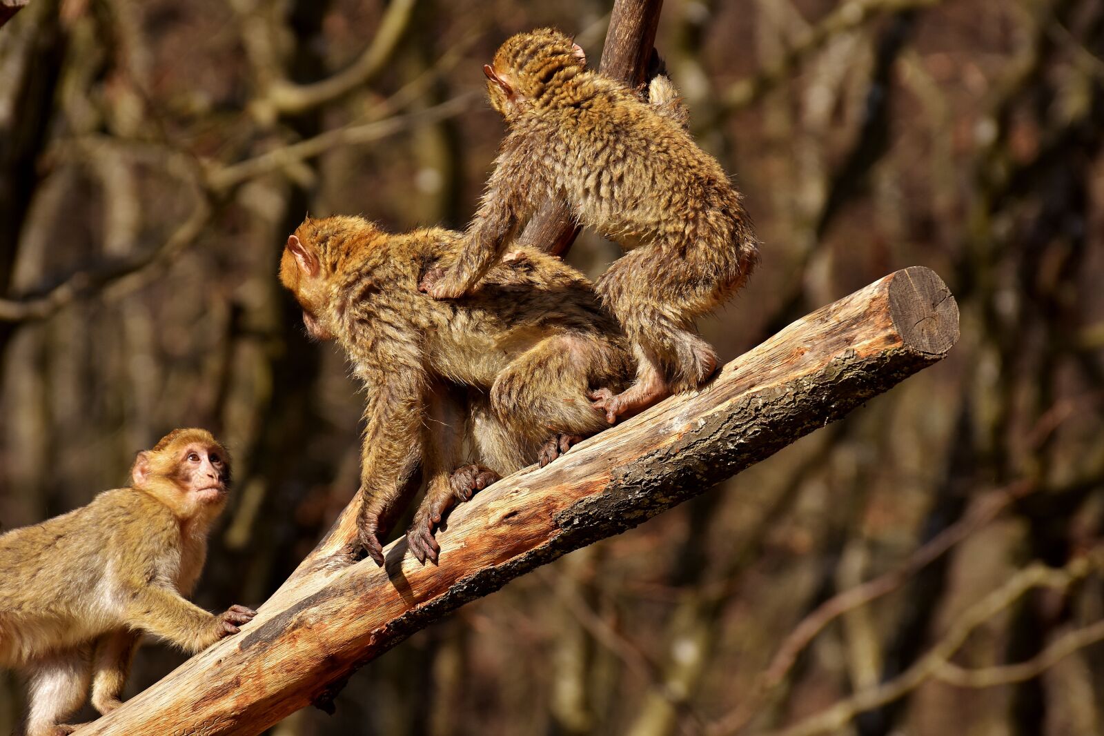 Nikon D7200 sample photo. Berber monkeys, play, cute photography