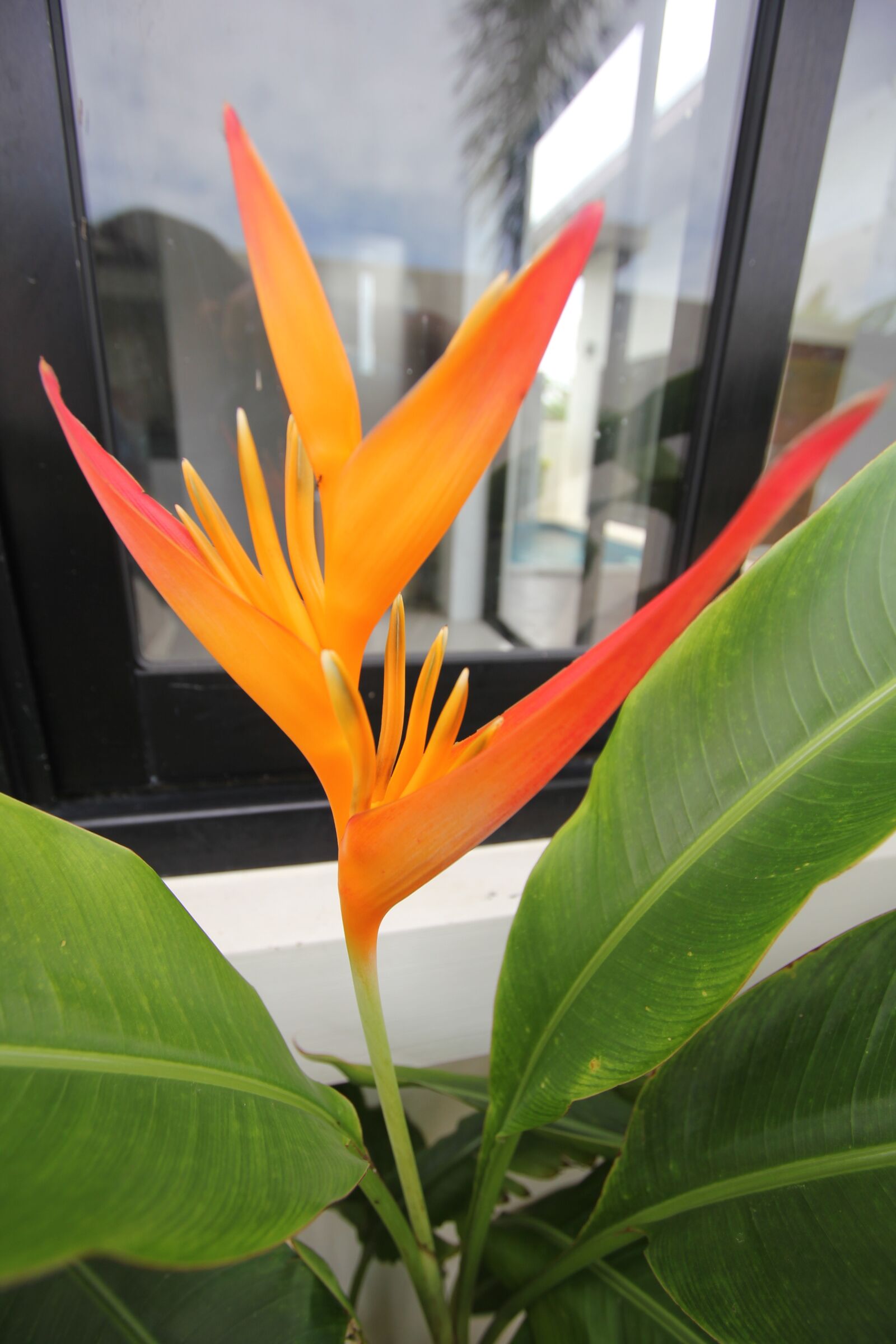 Canon EOS 550D (EOS Rebel T2i / EOS Kiss X4) sample photo. Flower, phuket, thailand photography