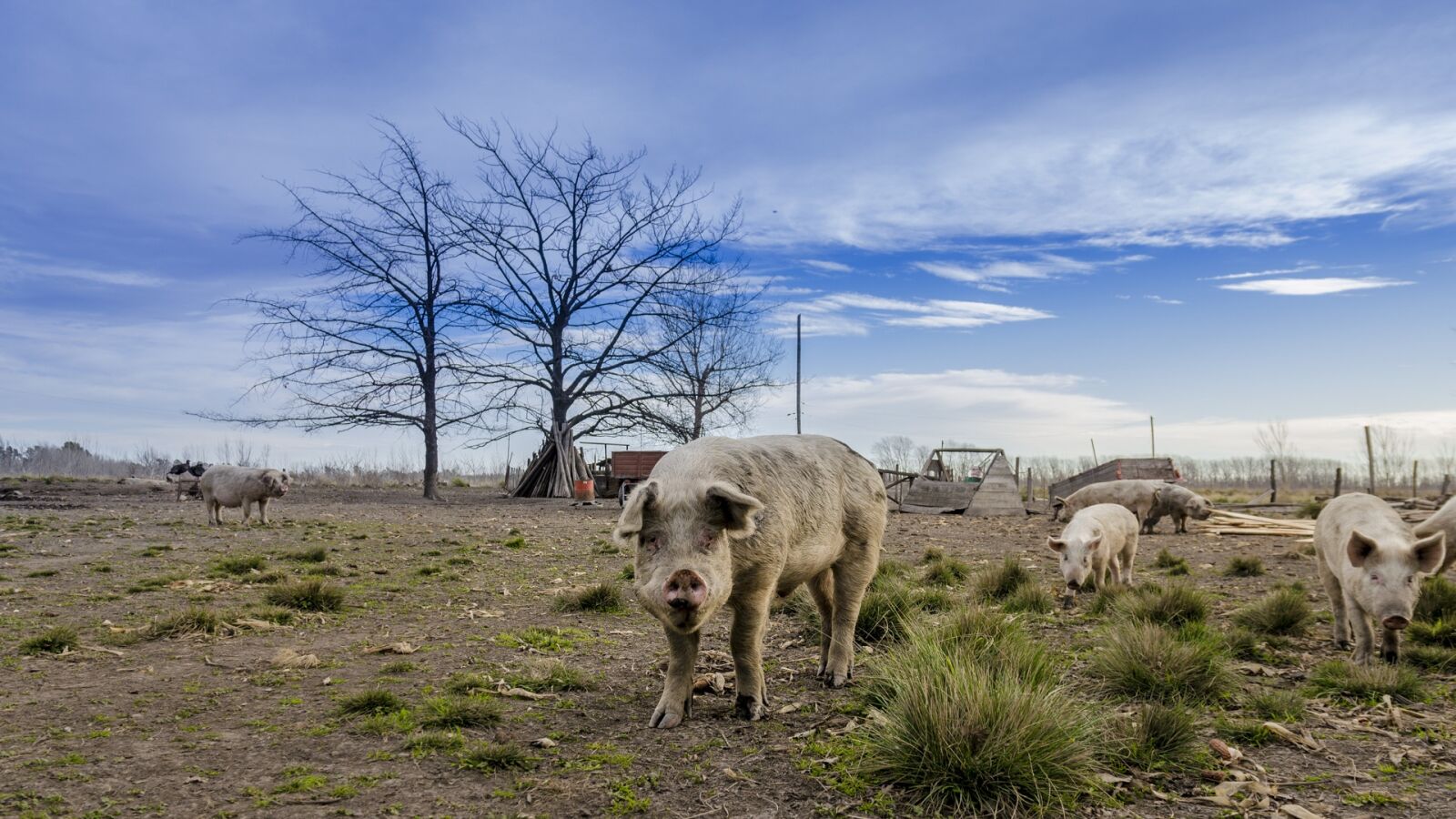 Nikon D5100 sample photo. Pig, rural, field photography