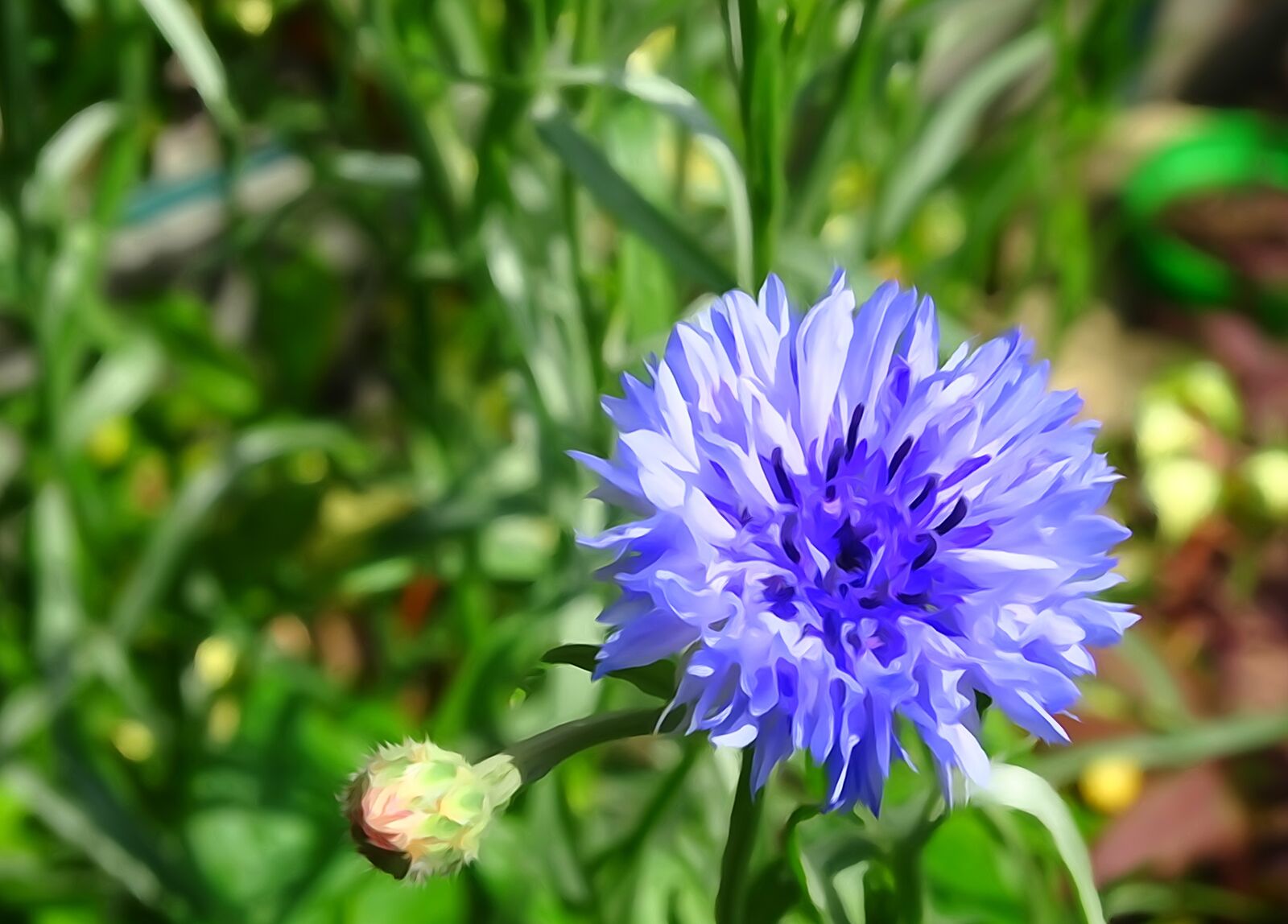 Sony Cyber-shot DSC-HX400V sample photo. Blue flower, italicum, blue photography