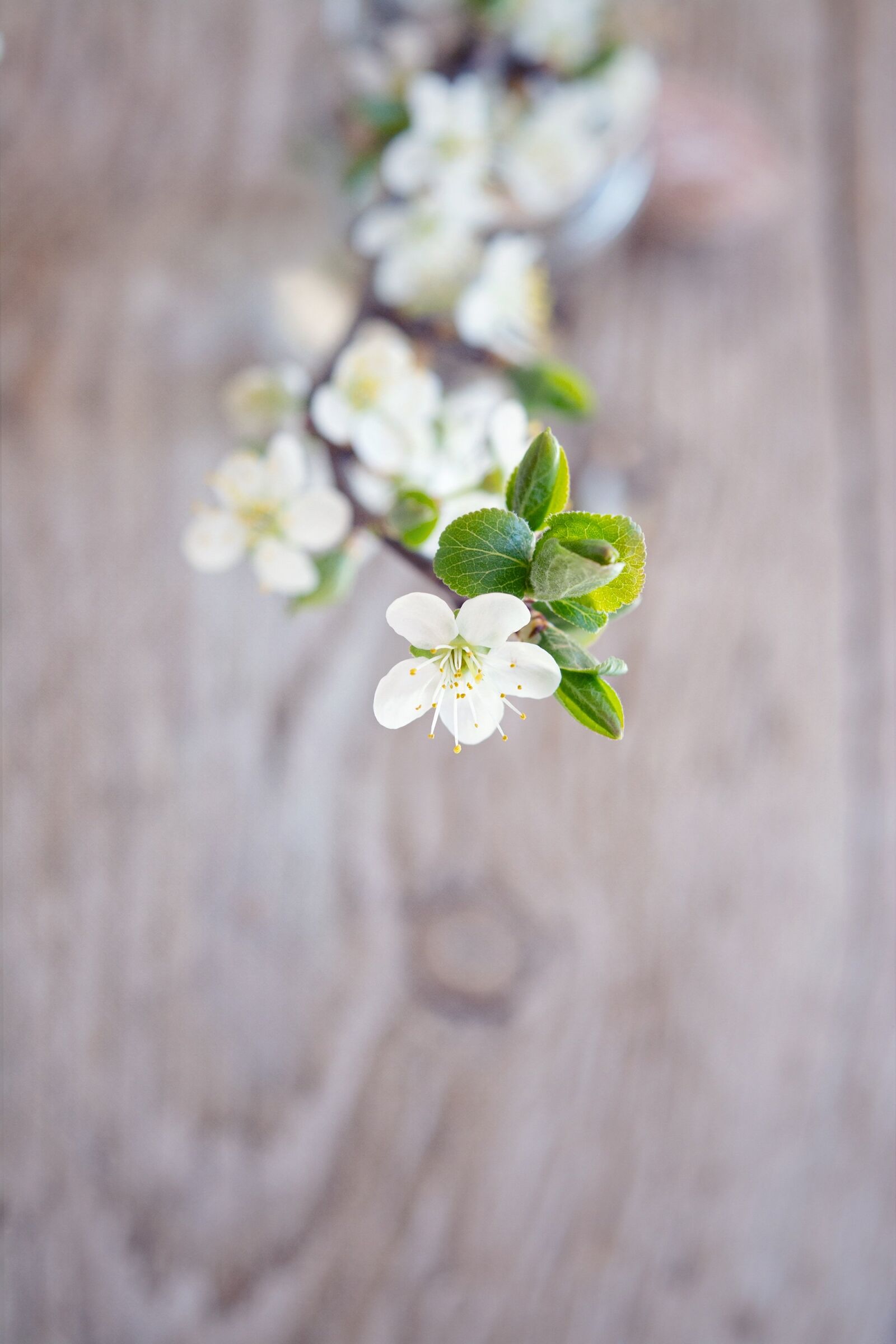 Nikon D7100 sample photo. Flowers, white, flowering twig photography