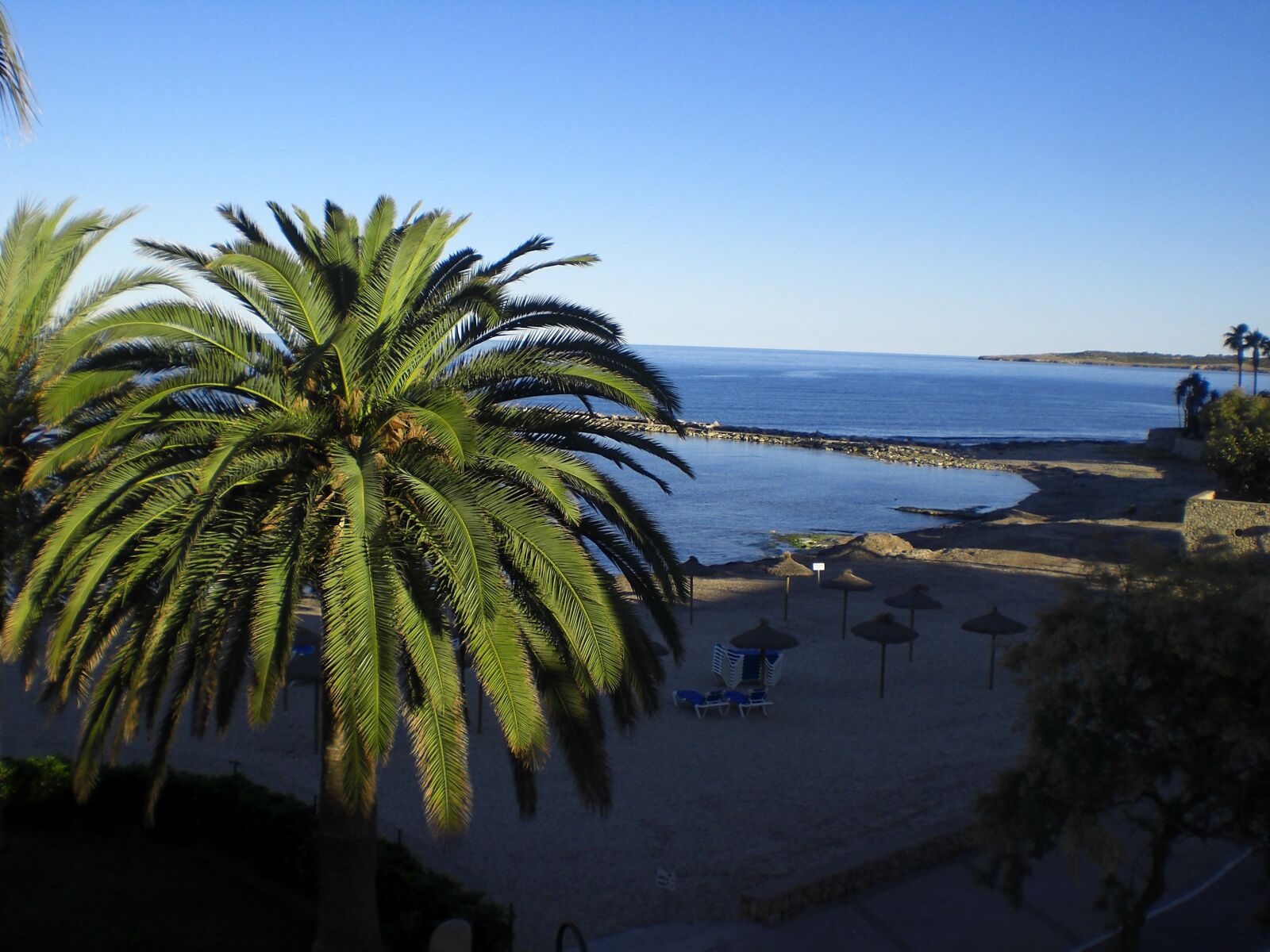 CASIO EX-Z77 sample photo. Palm, beach, summer photography