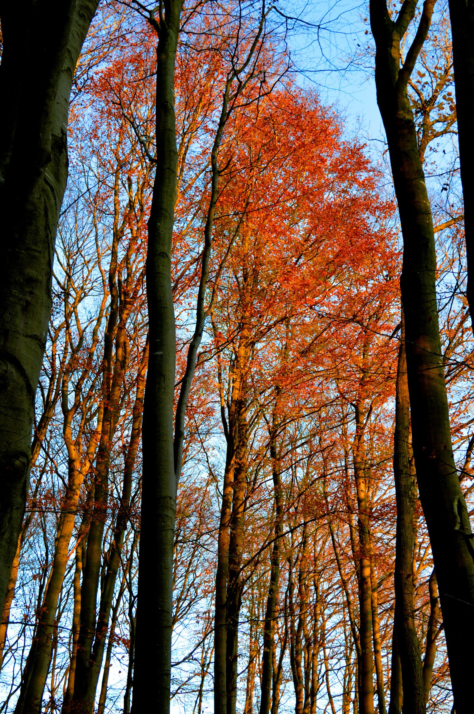 Nikon D3200 sample photo. Trees, fall leaves, forest photography