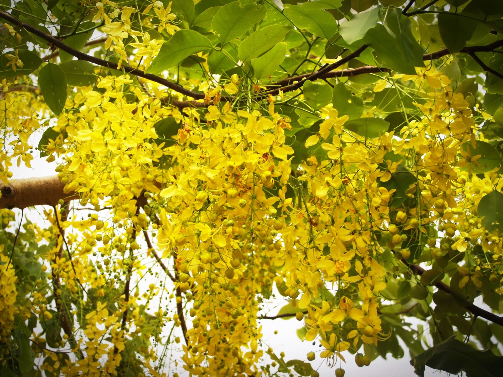 Olympus E-300 (EVOLT E-300) sample photo. Cassia, shower, golden photography