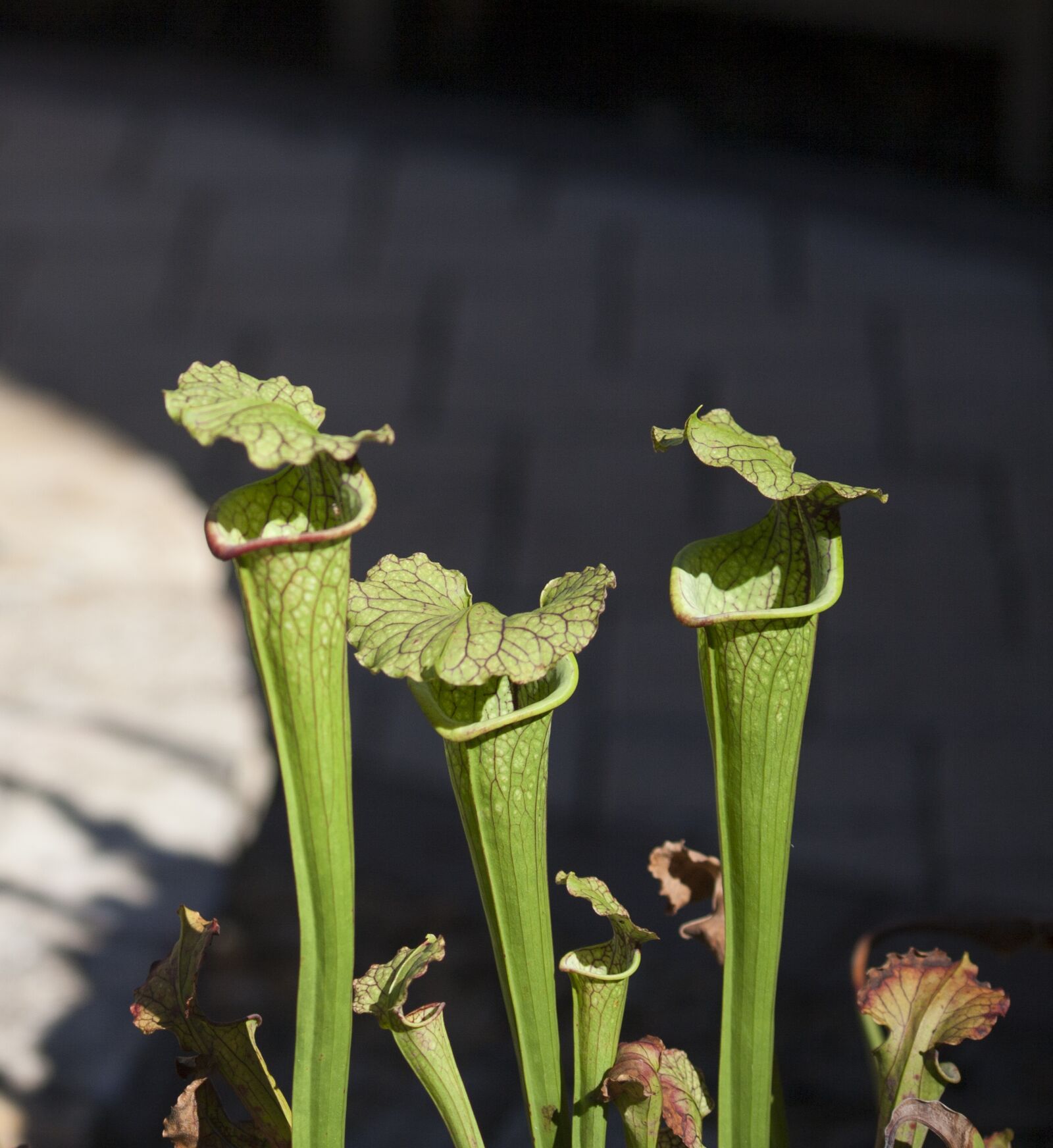 Canon EOS 350D (EOS Digital Rebel XT / EOS Kiss Digital N) sample photo. Pitcher plant, nature, carnivorous photography