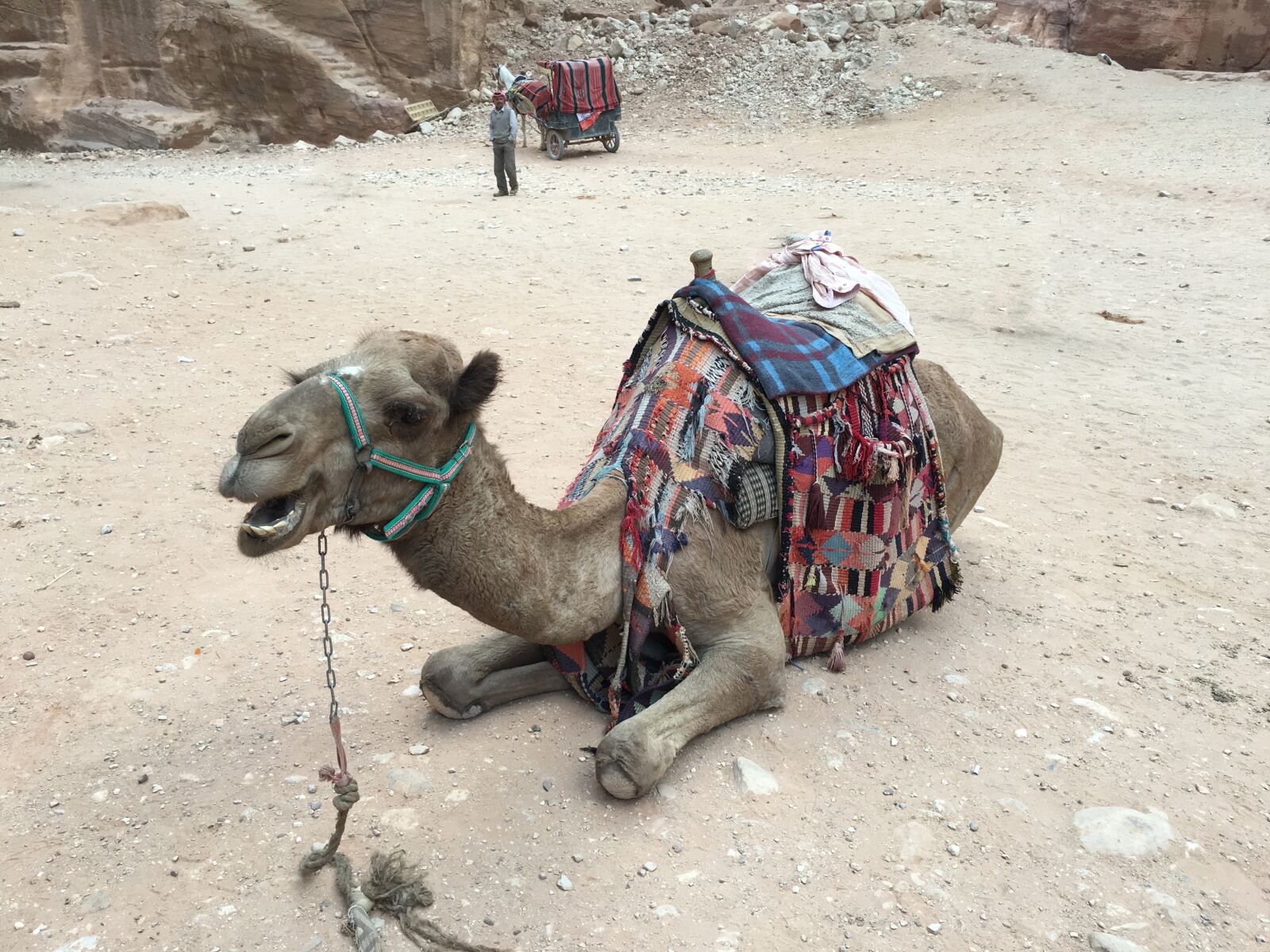 Apple iPhone 6s Plus sample photo. Camel, animal, wild photography