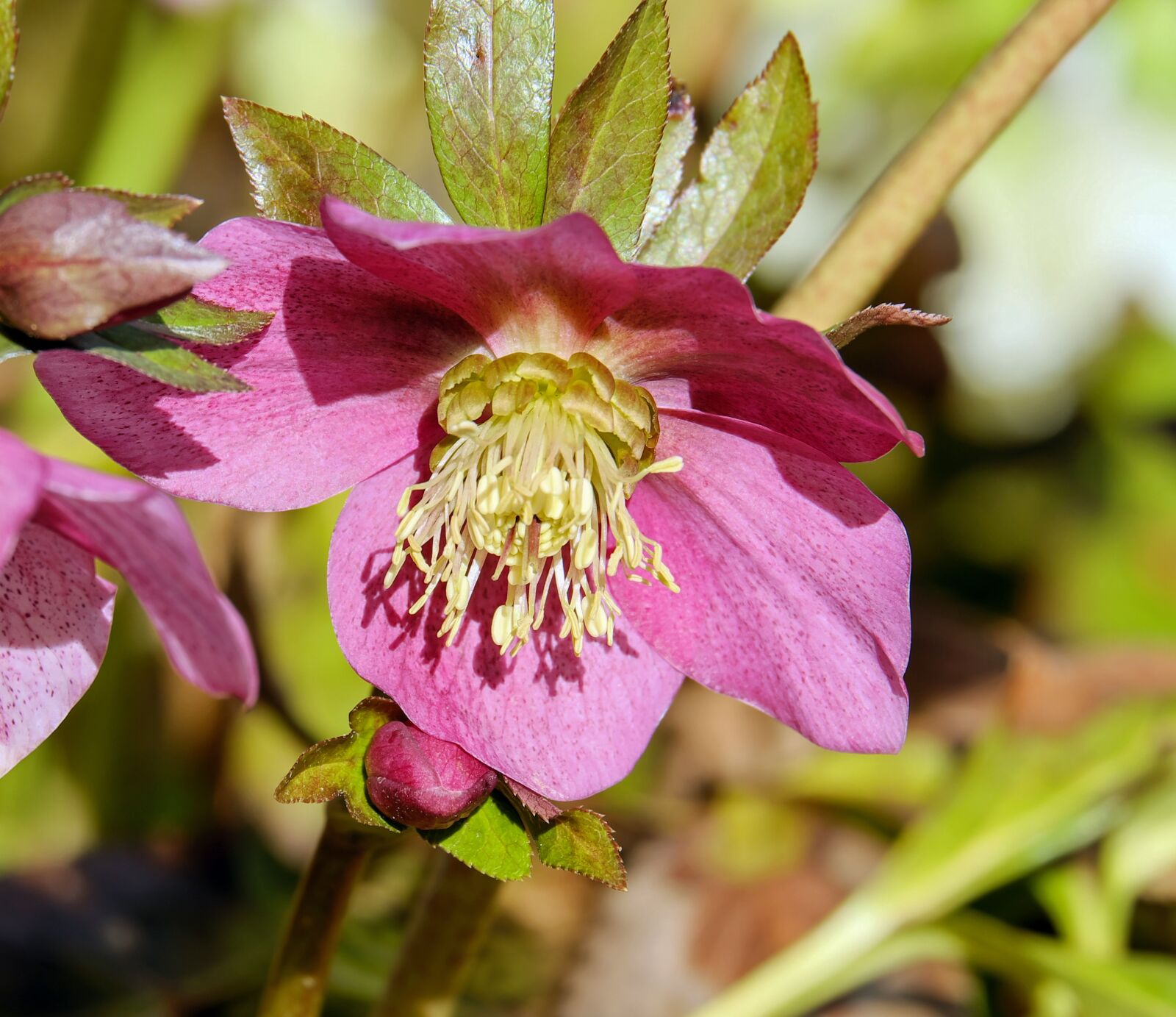 Fujifilm XF 55-200mm F3.5-4.8 R LM OIS sample photo. Christmas rose, anemone blanda photography