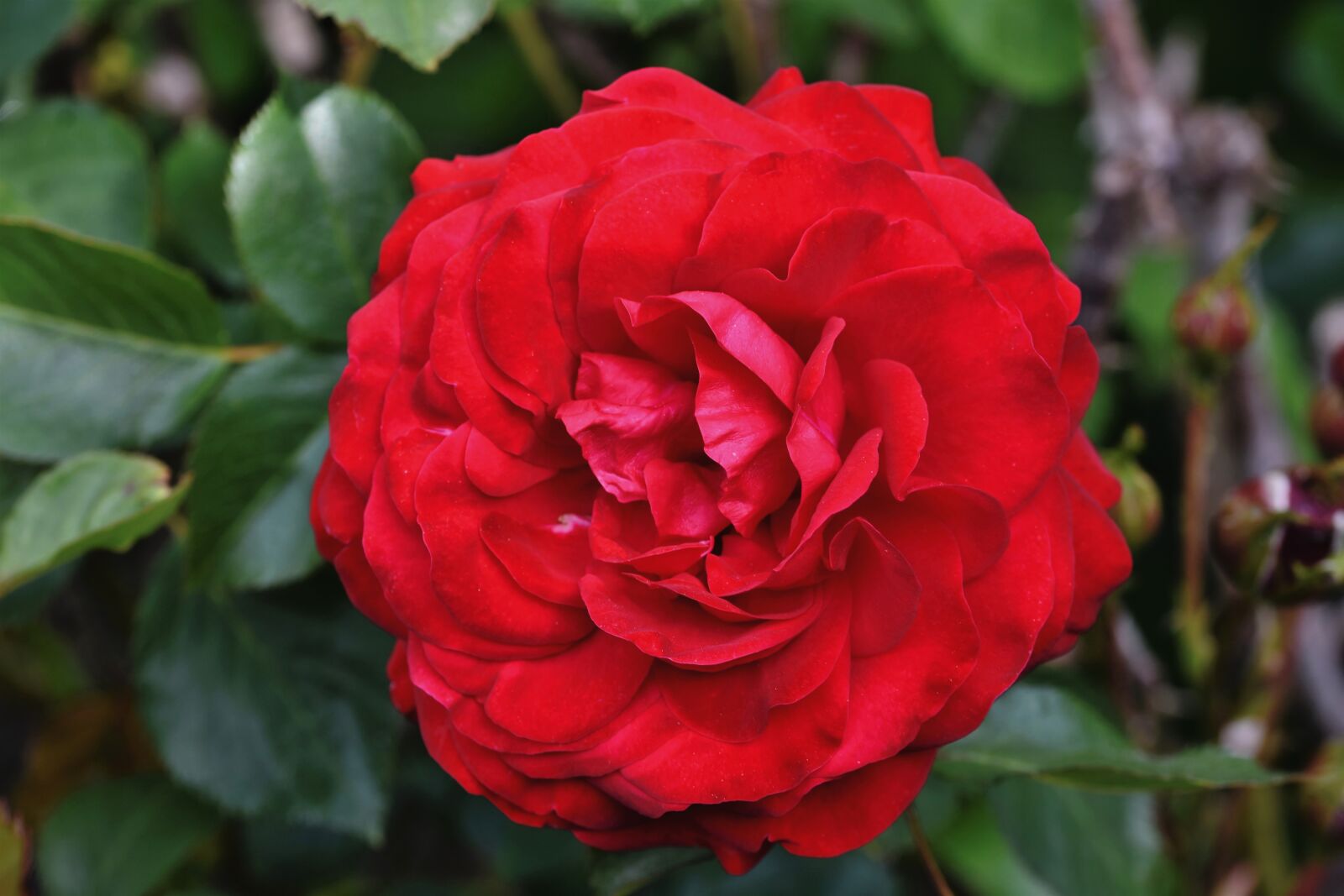 Nikon D7200 sample photo. Rose, rose bloom, garden photography