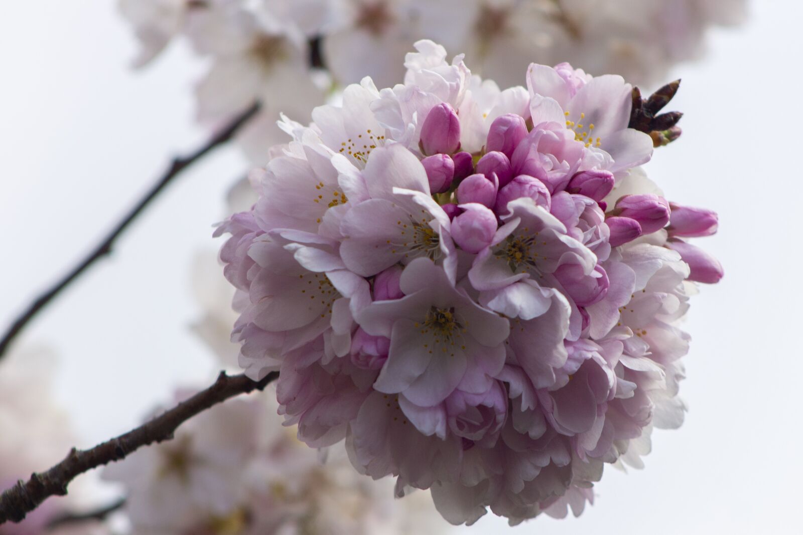 Canon EOS 1100D (EOS Rebel T3 / EOS Kiss X50) + Canon EF75-300mm f/4-5.6 sample photo. Spring, tree, blossom photography