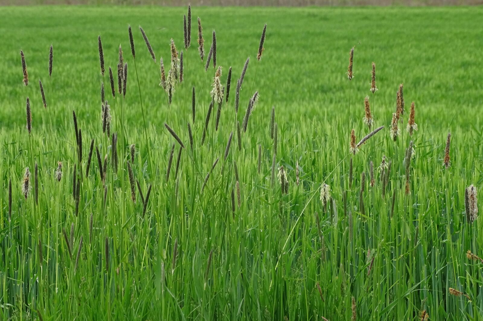 Sony Cyber-shot DSC-HX400V sample photo. Grasses, wild grasses, landscape photography