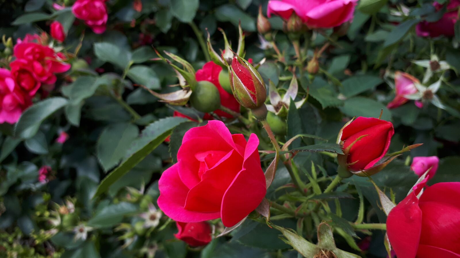 Samsung Galaxy A5(2017) sample photo. Flowers, garden, nature photography