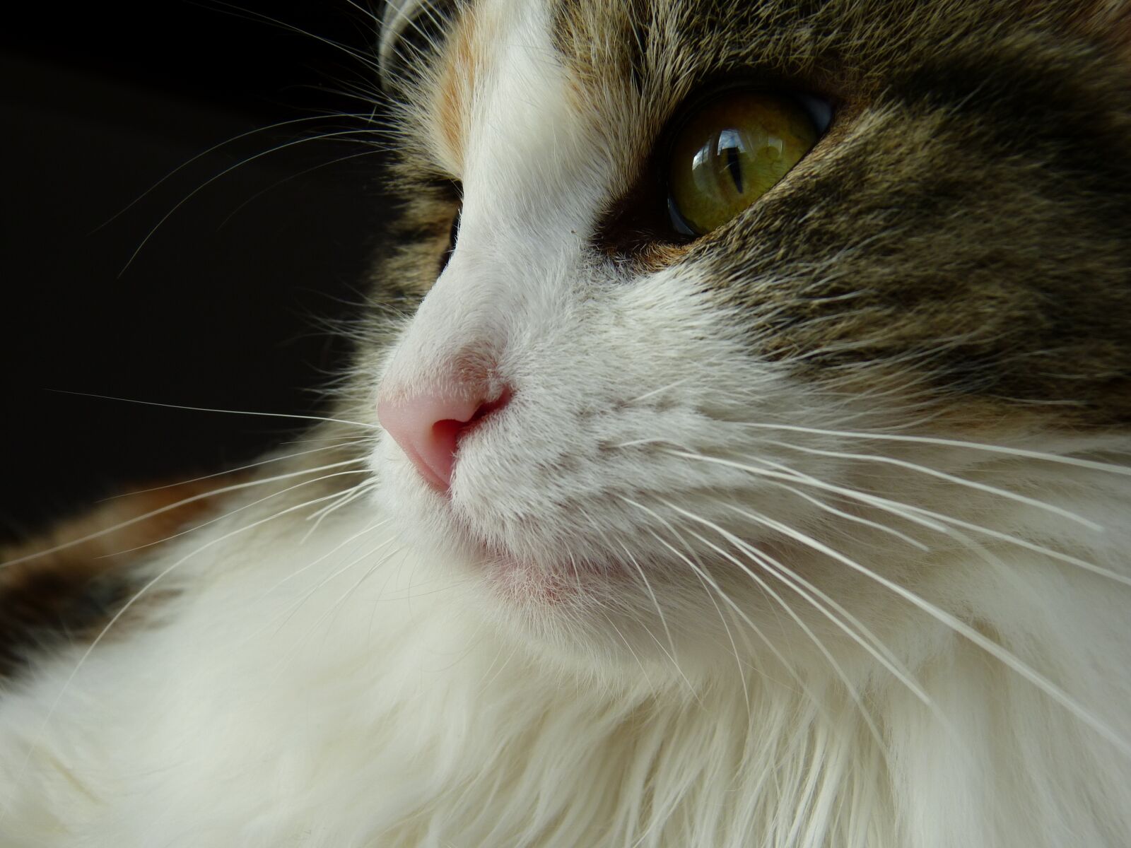 Panasonic Lumix DMC-FZ150 sample photo. Cat, look, nose photography