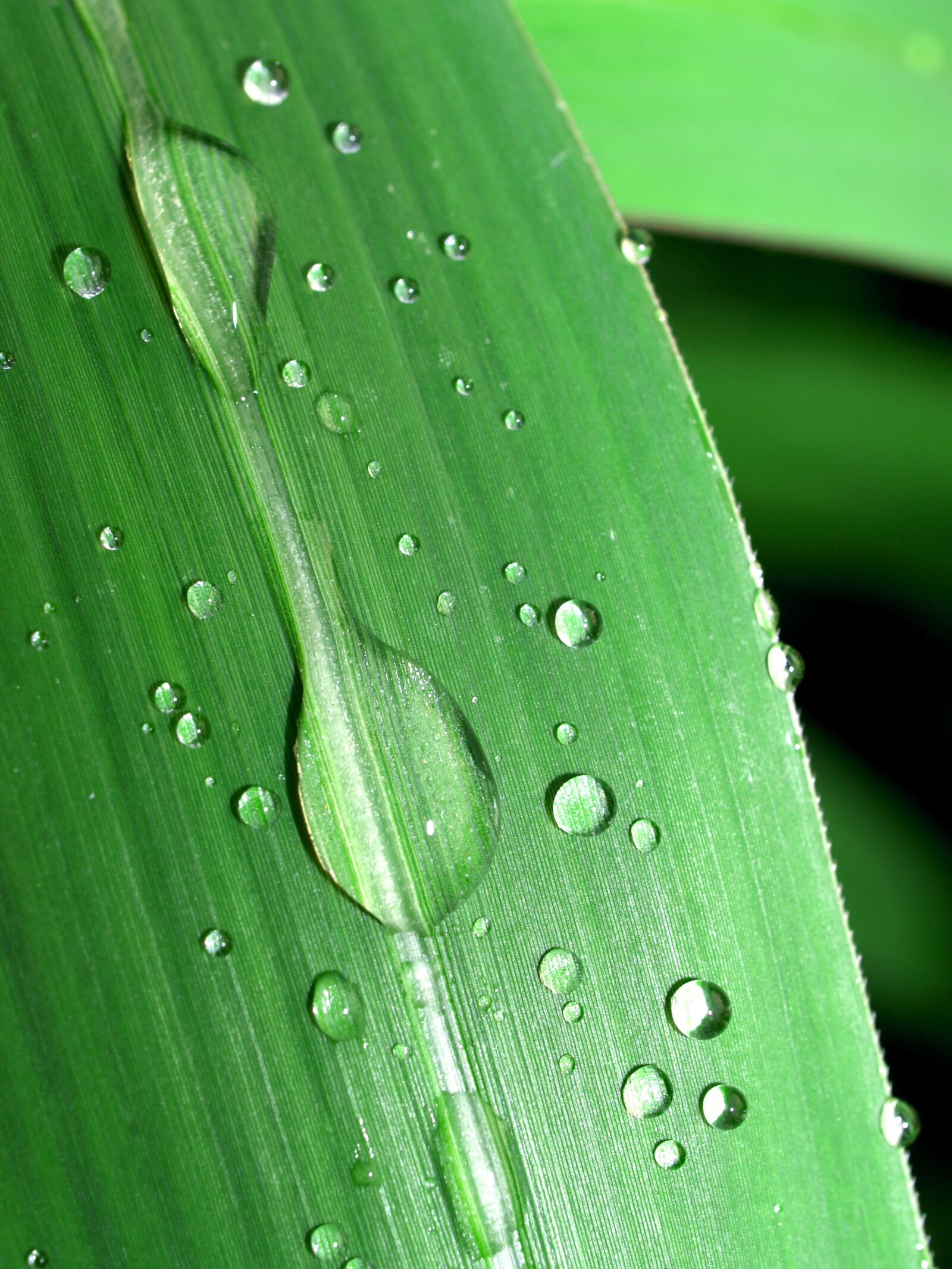Olympus E-300 (EVOLT E-300) sample photo. Water, drops, leaf photography