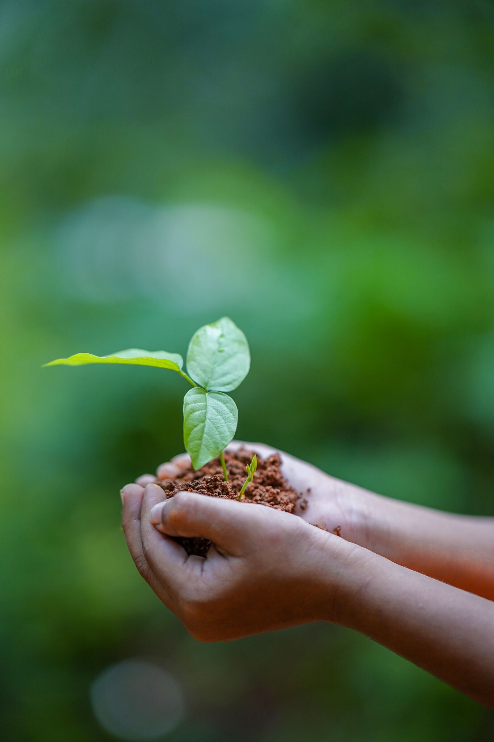 Sony a7 III sample photo. Plant, environment, growth photography