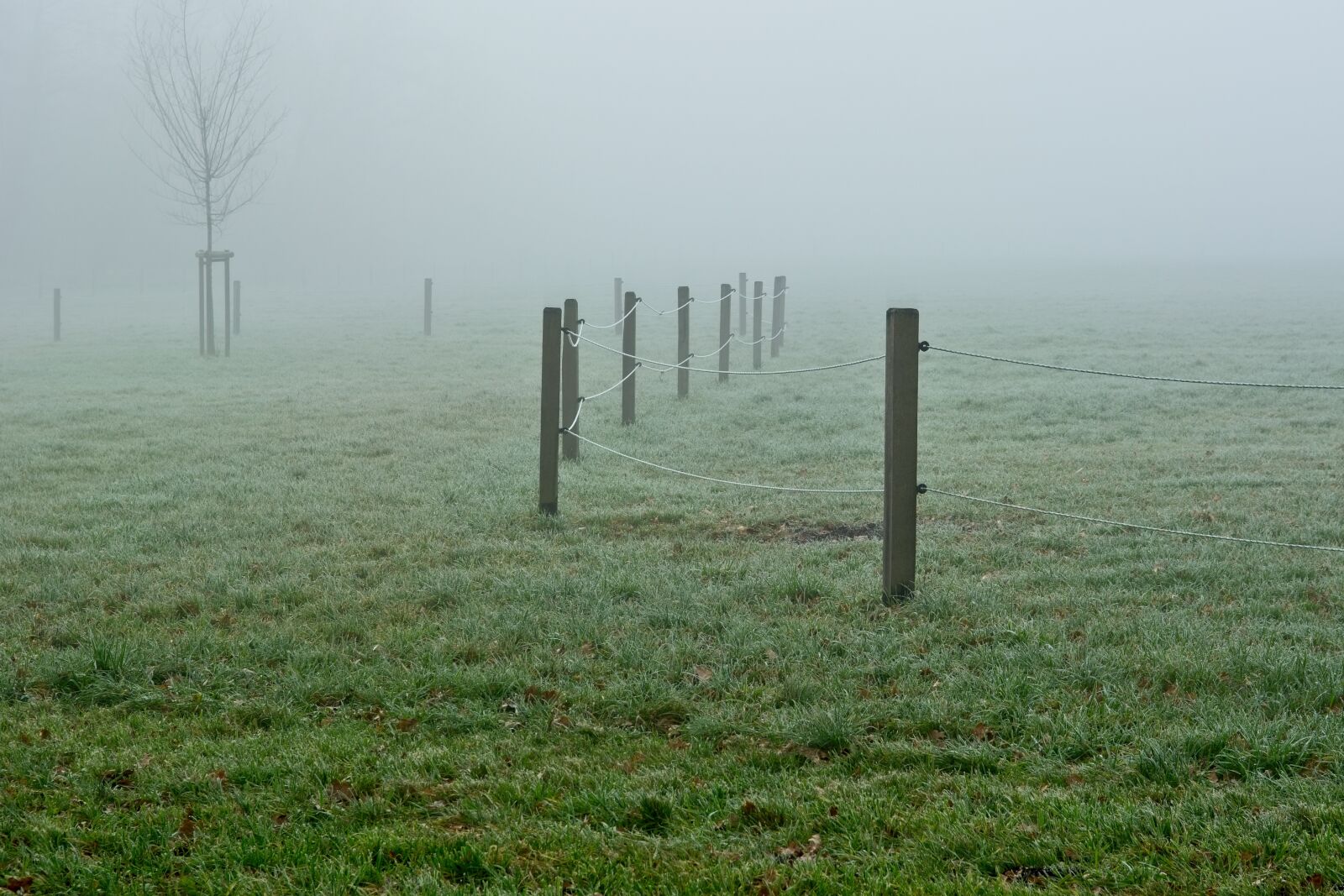 Nikon D7100 sample photo. Fog, foggy, pasture fence photography