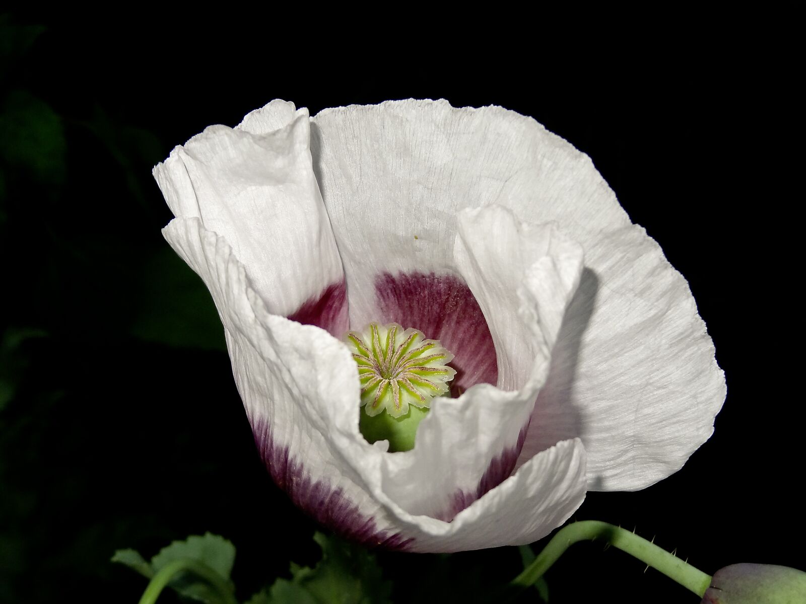 Sony Cyber-shot DSC-HX9V sample photo. Flower, white, poppy photography