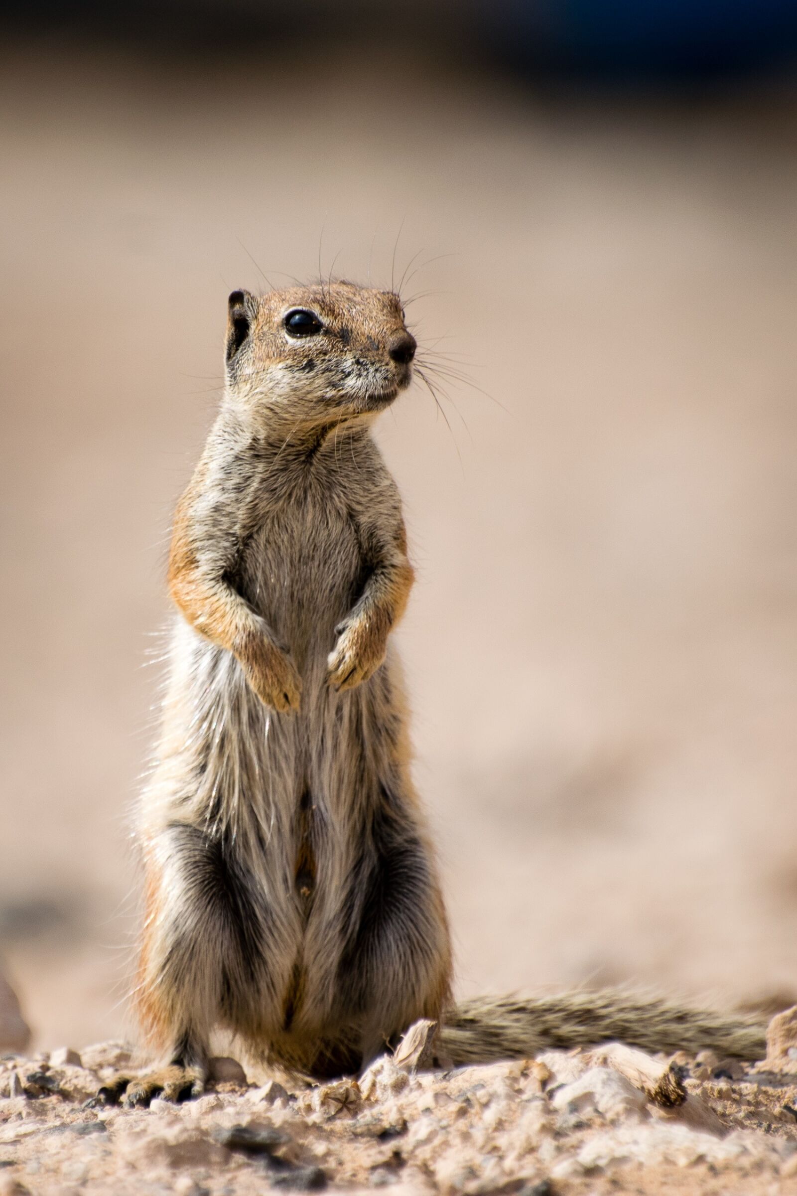 Nikon D5300 sample photo. Squirrel, animal, wildlife photography