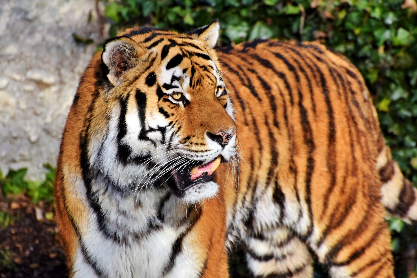 Nikon D7200 sample photo. Tiger, big cat, predator photography