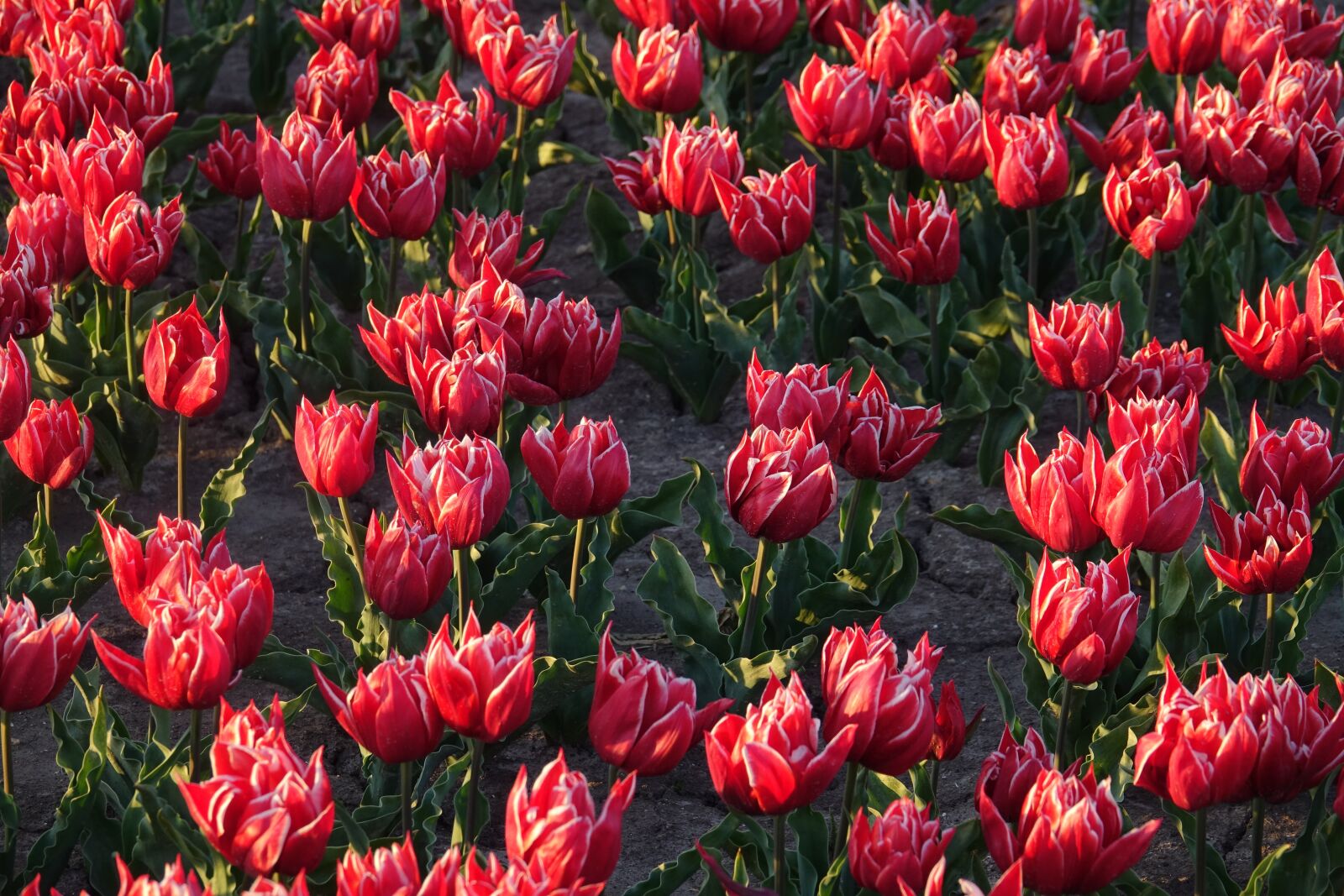 Sony Cyber-shot DSC-RX10 III sample photo. Tulips, tulip field, red photography
