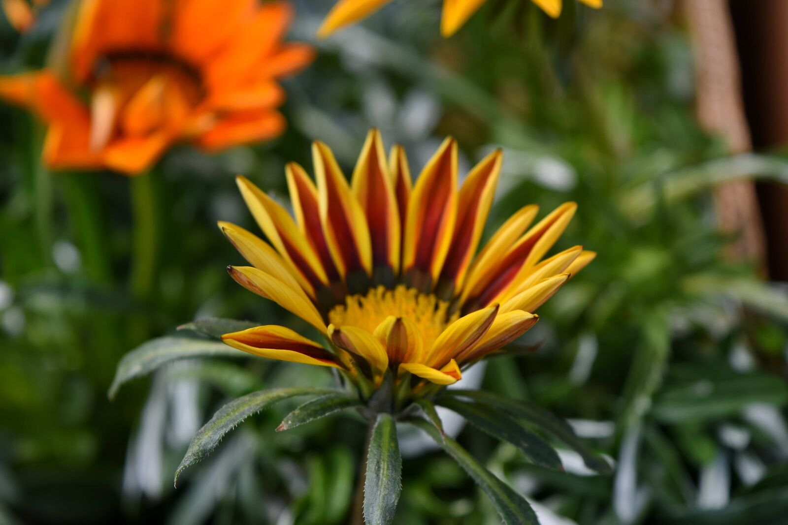 Nikon D5500 sample photo. Petals, plant, nature, yellow photography