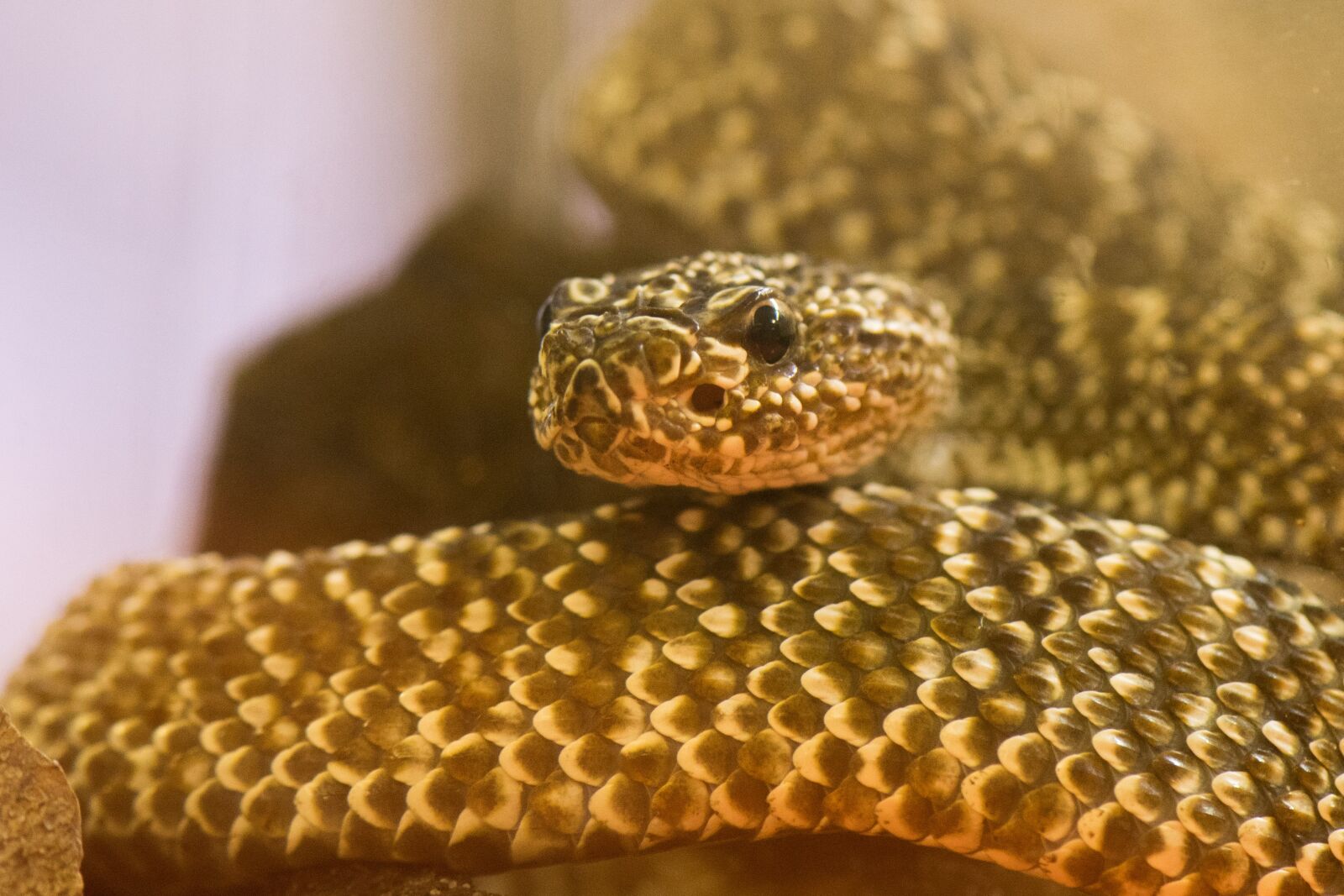 Nikon D500 sample photo. Snake, reptile, nature photography