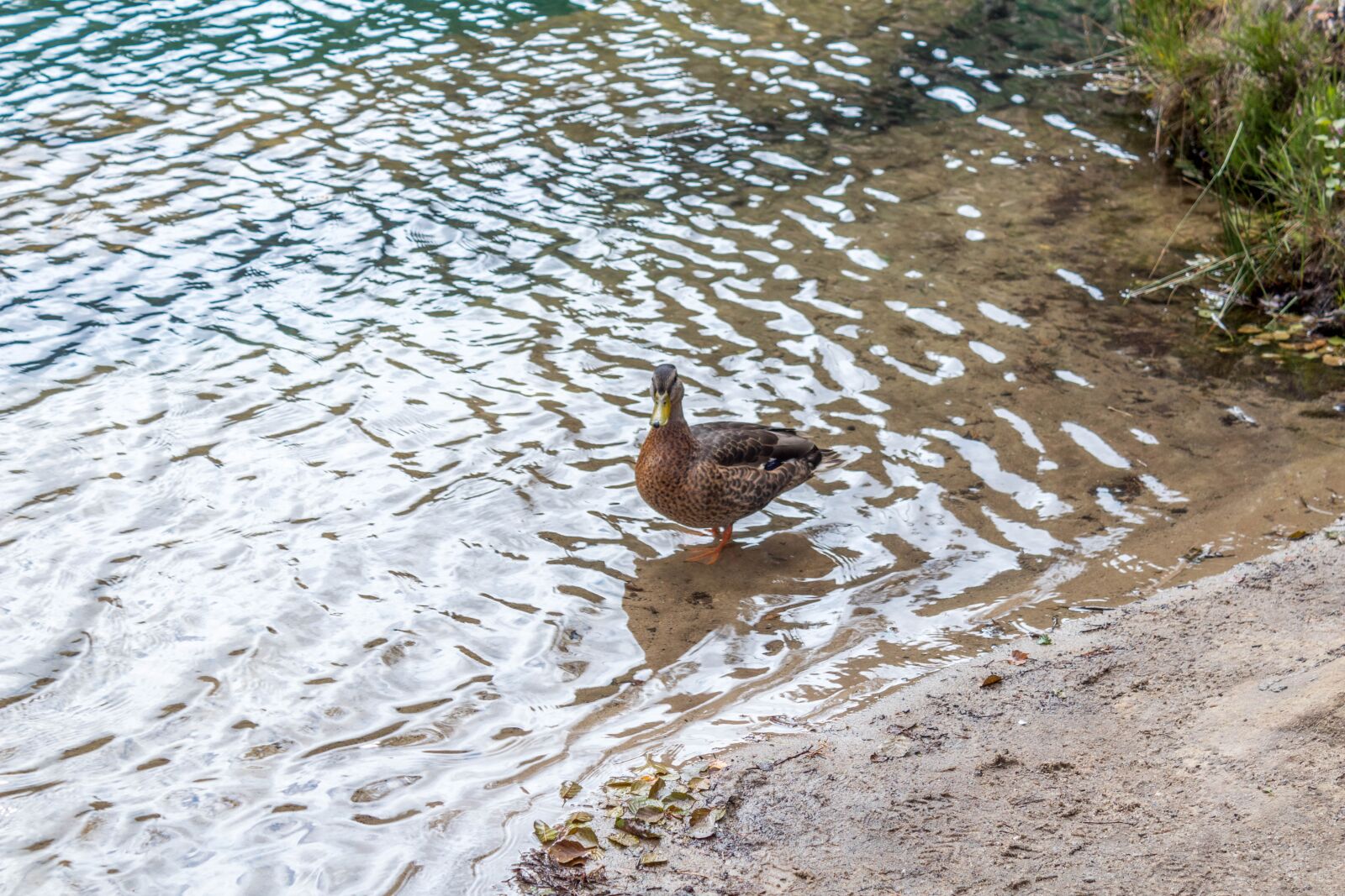 Canon EOS 1300D (EOS Rebel T6 / EOS Kiss X80) sample photo. Nature, water, summer photography