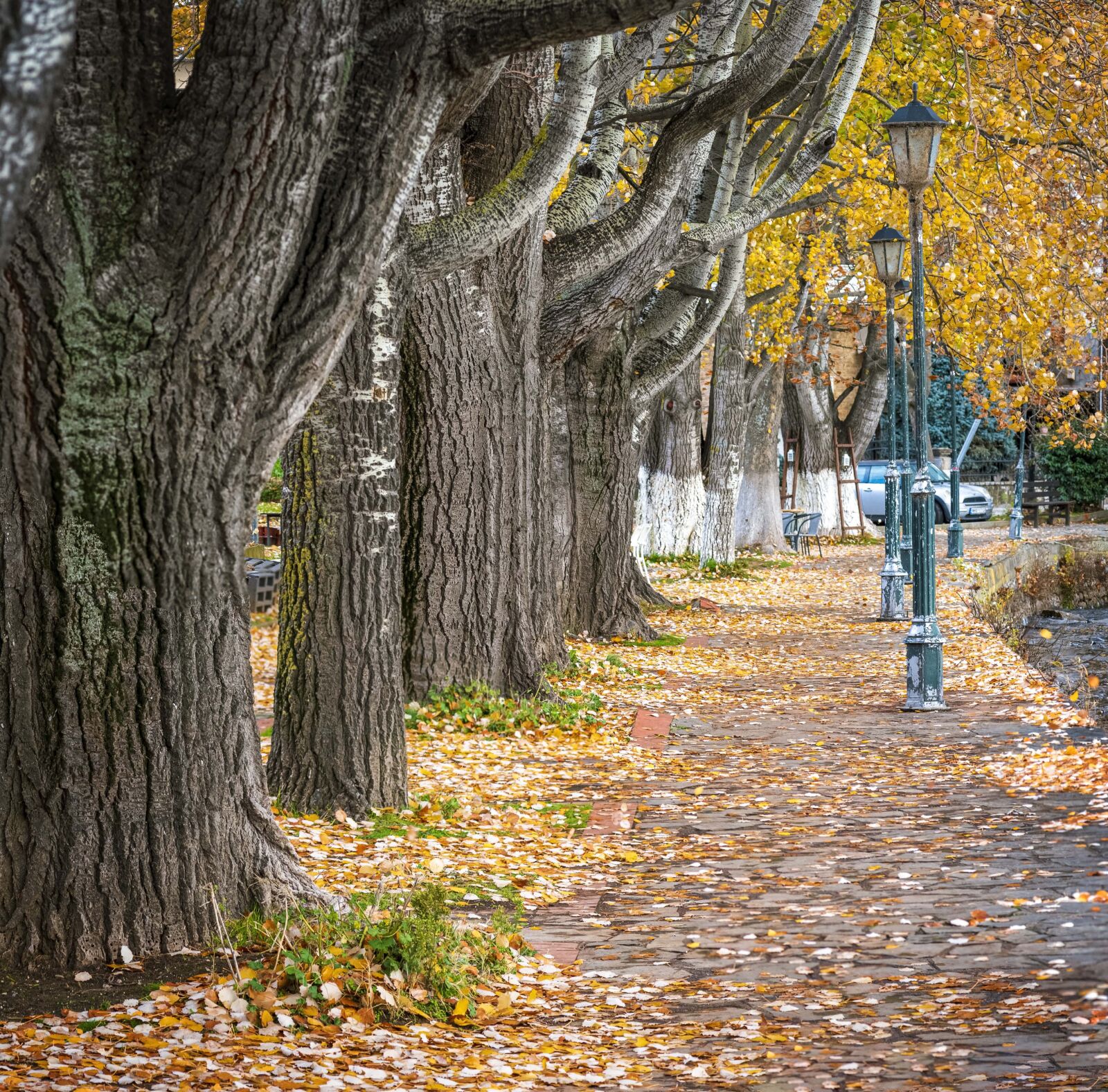 Nikon D750 sample photo. Trees, nature, forest photography
