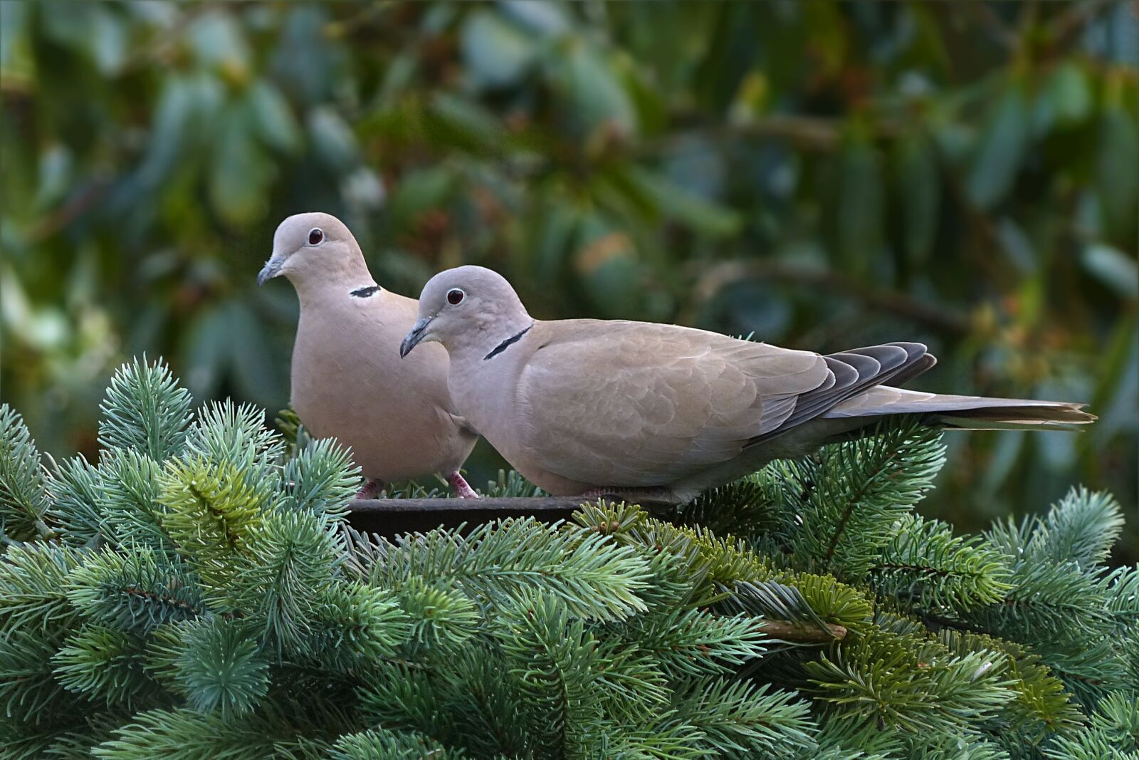 Panasonic Lumix DMC-FZ200 sample photo. Dove, collared, bird photography