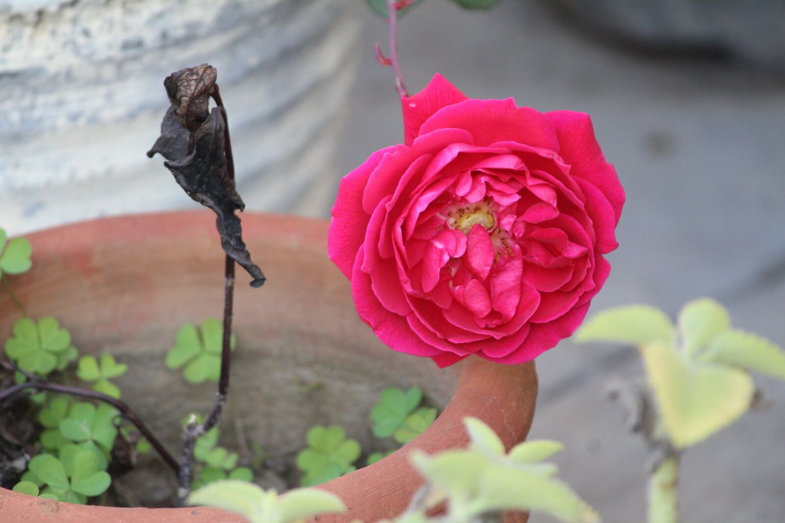 Canon EOS 1200D (EOS Rebel T5 / EOS Kiss X70 / EOS Hi) sample photo. Rose, rosa, flower photography