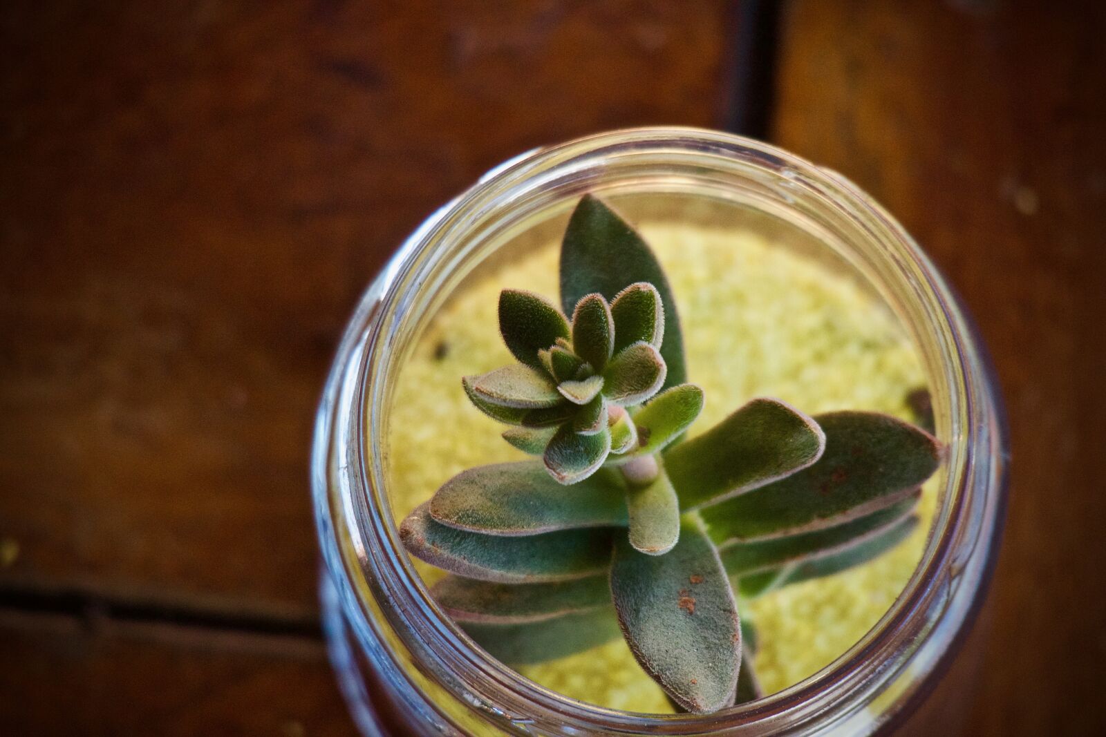 Canon EOS M sample photo. Succulent plant, plant, leaves photography