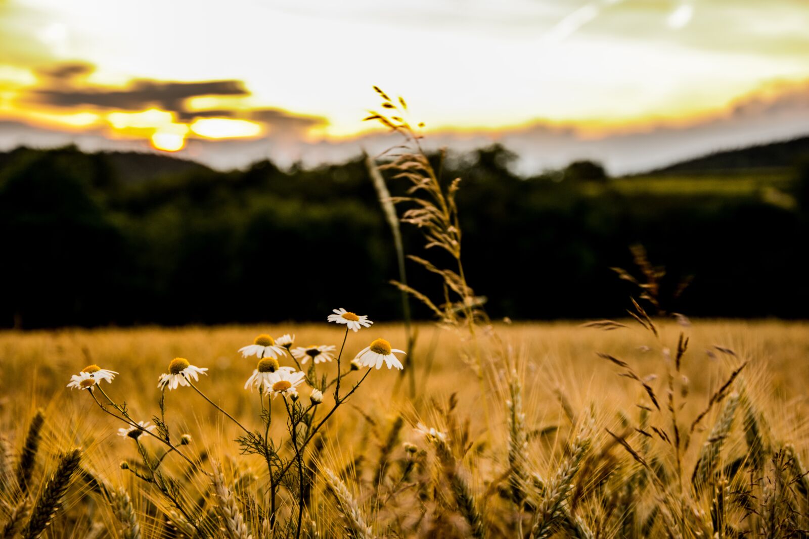 Nikon D3300 sample photo. Field, flower, sunset photography