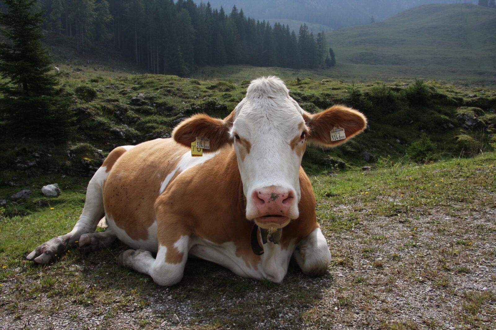Canon EOS 40D sample photo. Cow, beef, milk cow photography