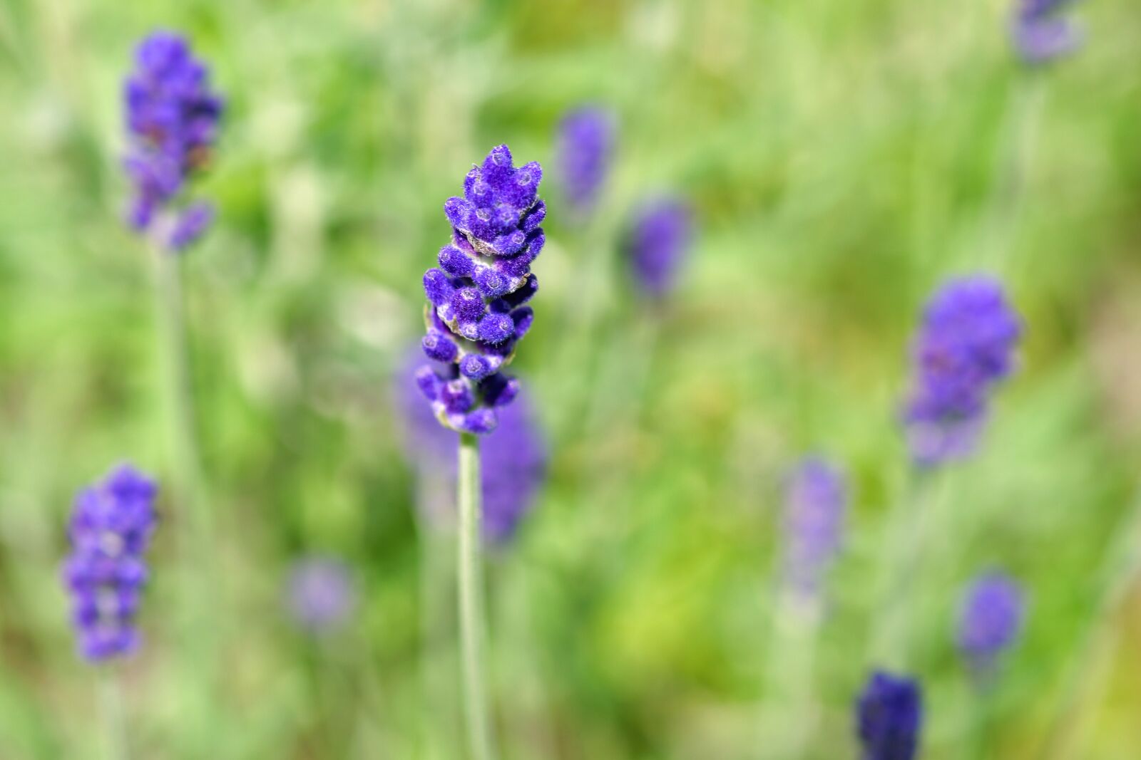 Nikon D500 sample photo. Lavender, strand, flower photography