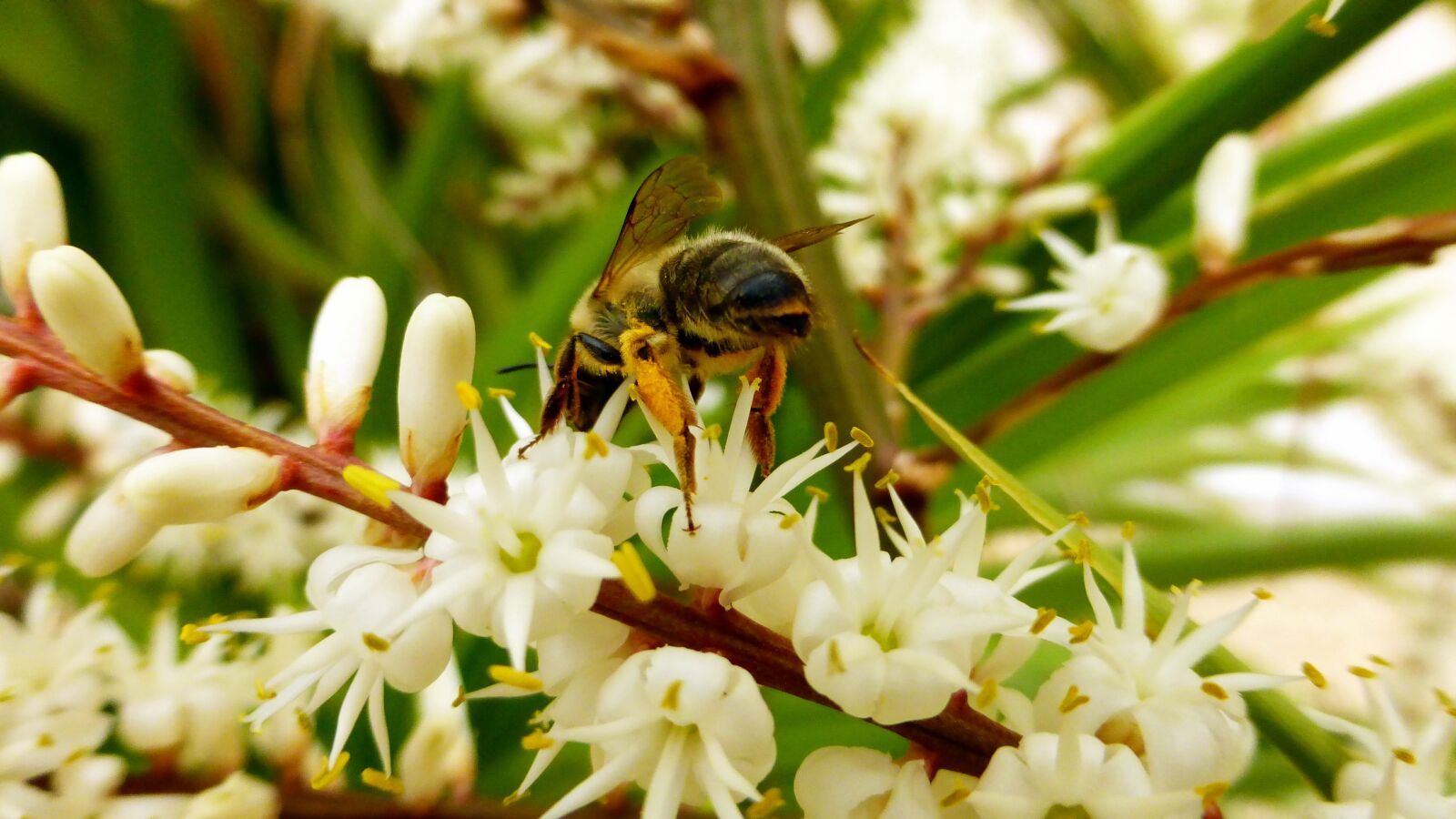 Panasonic Lumix DMC-ZS25 (Lumix DMC-TZ35) sample photo. Bee, nature, flower photography
