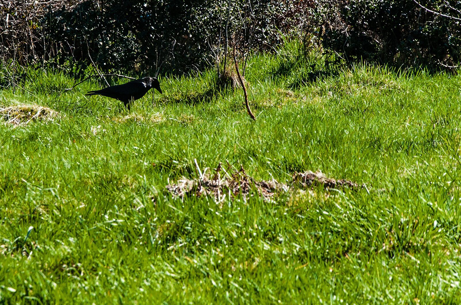 Nikon D5000 sample photo. Grass, nature, meadow photography