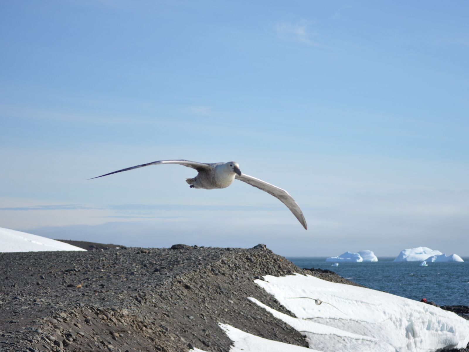 Nikon D3200 sample photo. Giant petrel, ave, birds photography