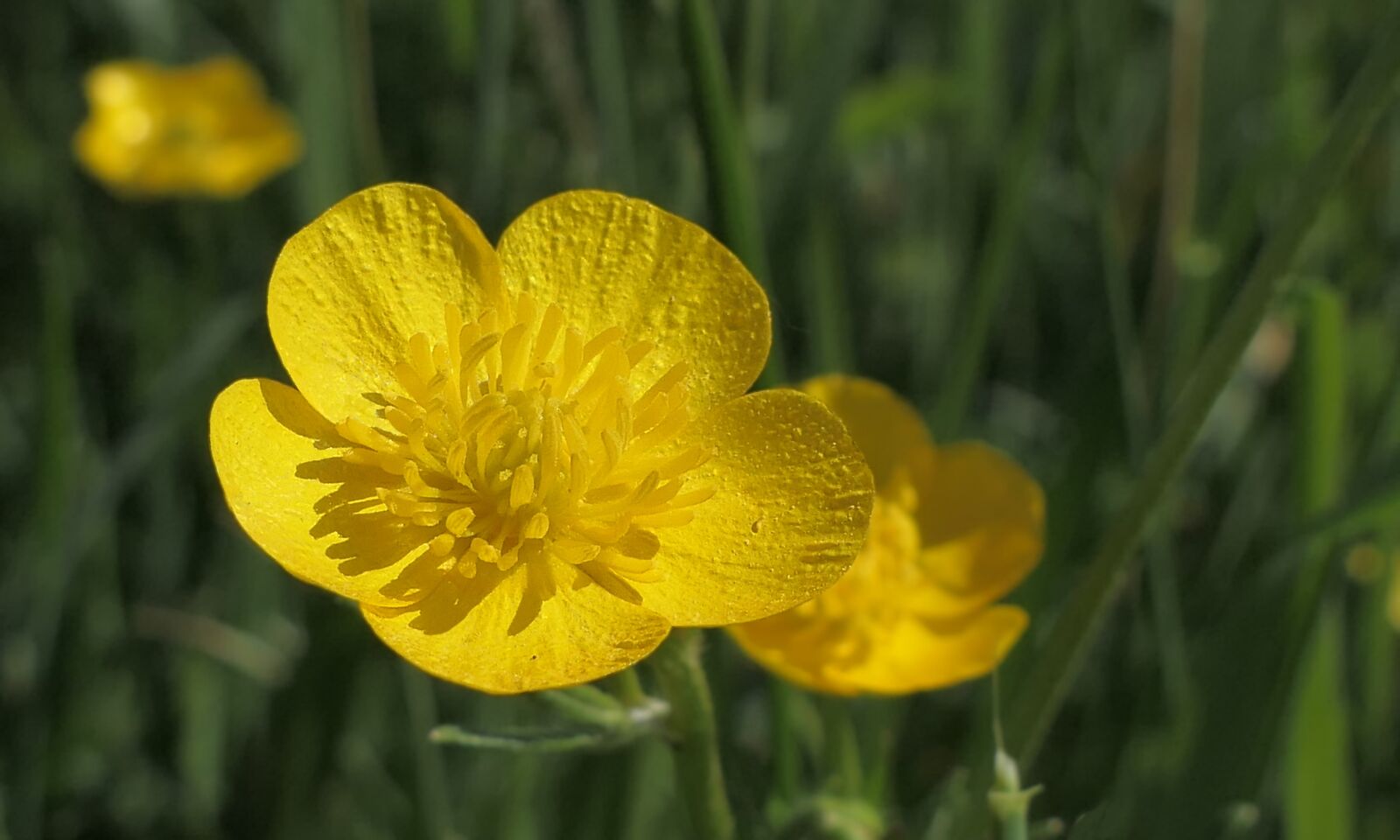 Panasonic Lumix DMC-FZ2500 (Lumix DMC-FZ2000) sample photo. Buttercup, yellow, flower photography