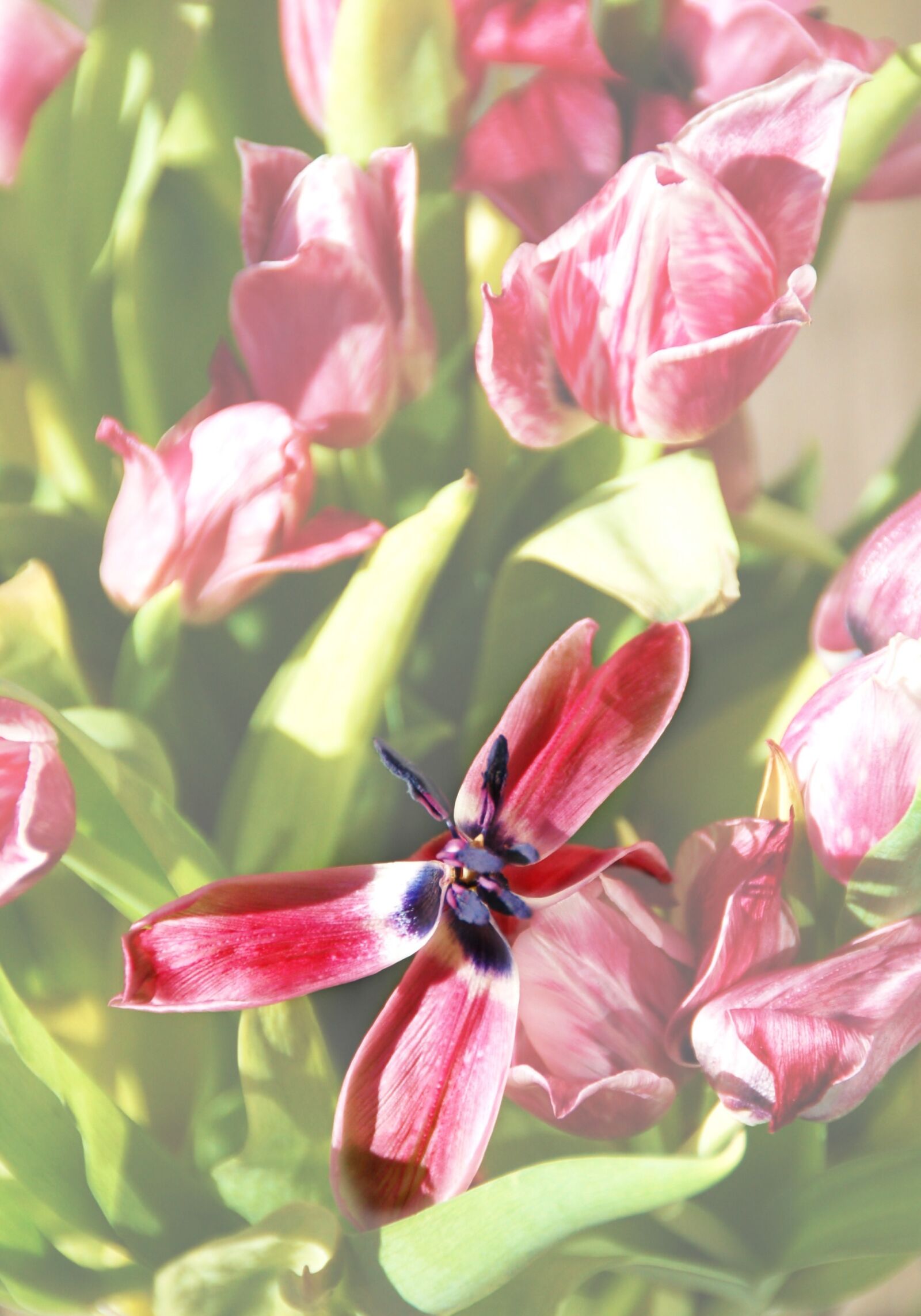 Nikon D50 sample photo. Tulip, overblown, plants photography