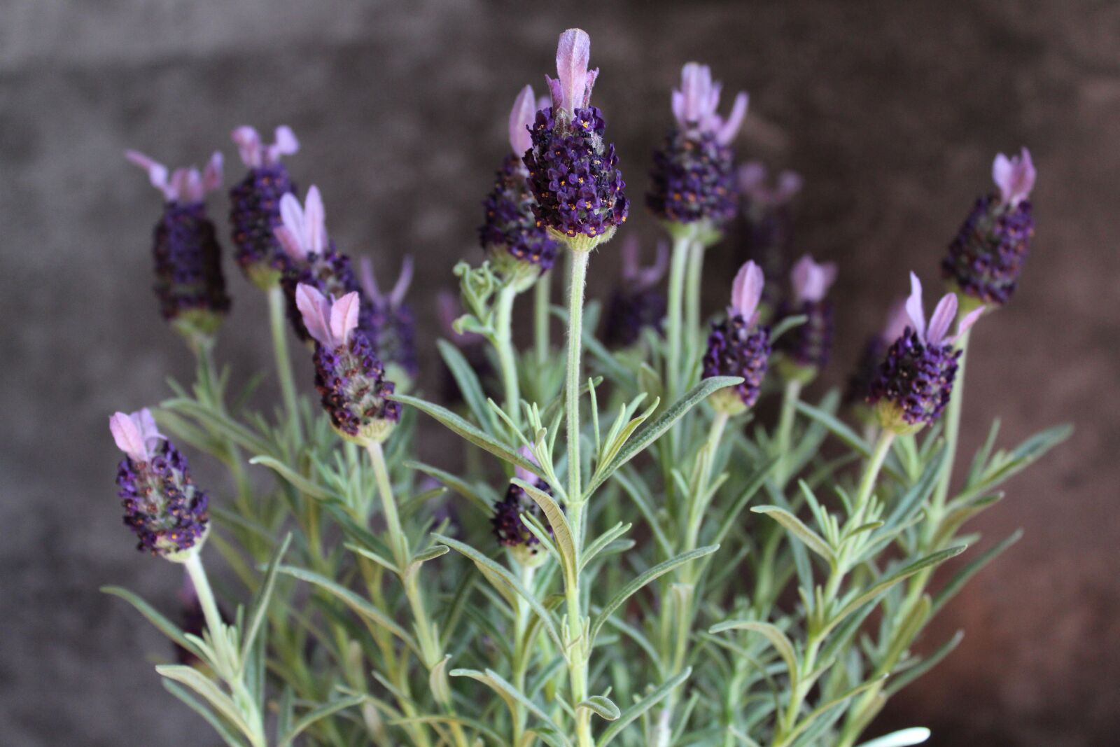 Canon EOS 1300D (EOS Rebel T6 / EOS Kiss X80) sample photo. Wild mint, decorative, violet photography