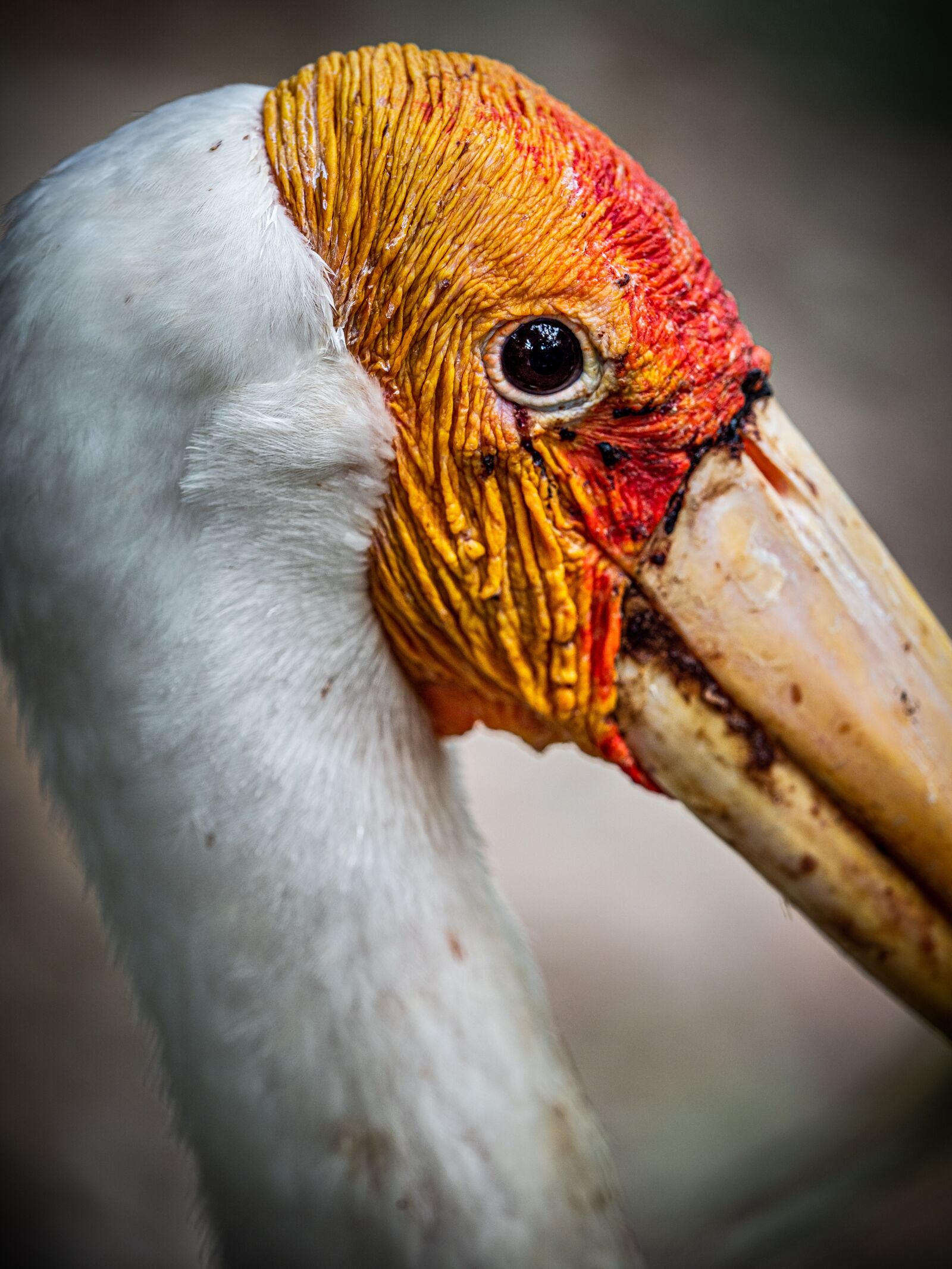 Olympus OM-D E-M1 Mark II + Olympus M.Zuiko Digital ED 40-150mm F2.8 Pro sample photo. Painted stork, bird, nature photography