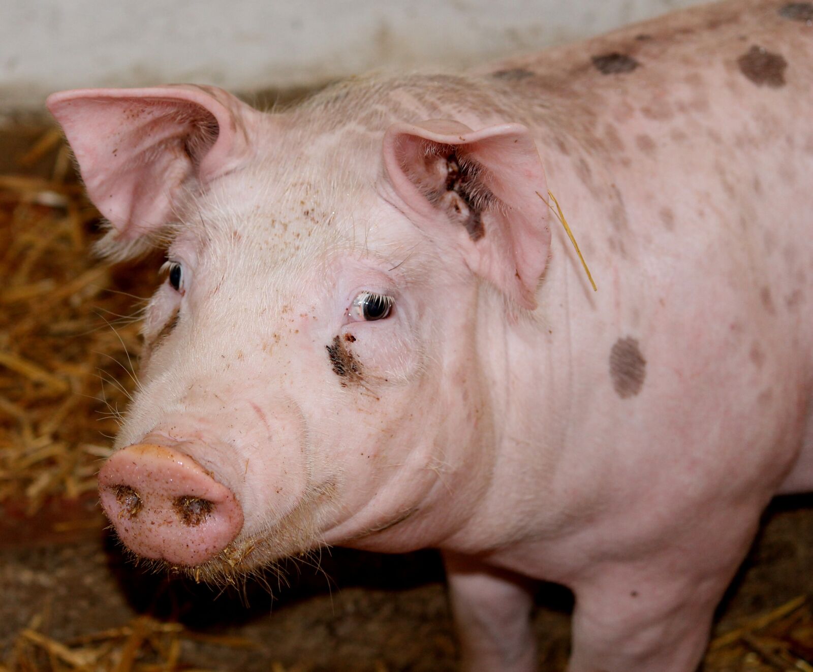 Canon EOS 1100D (EOS Rebel T3 / EOS Kiss X50) sample photo. Pig, pink, farm photography