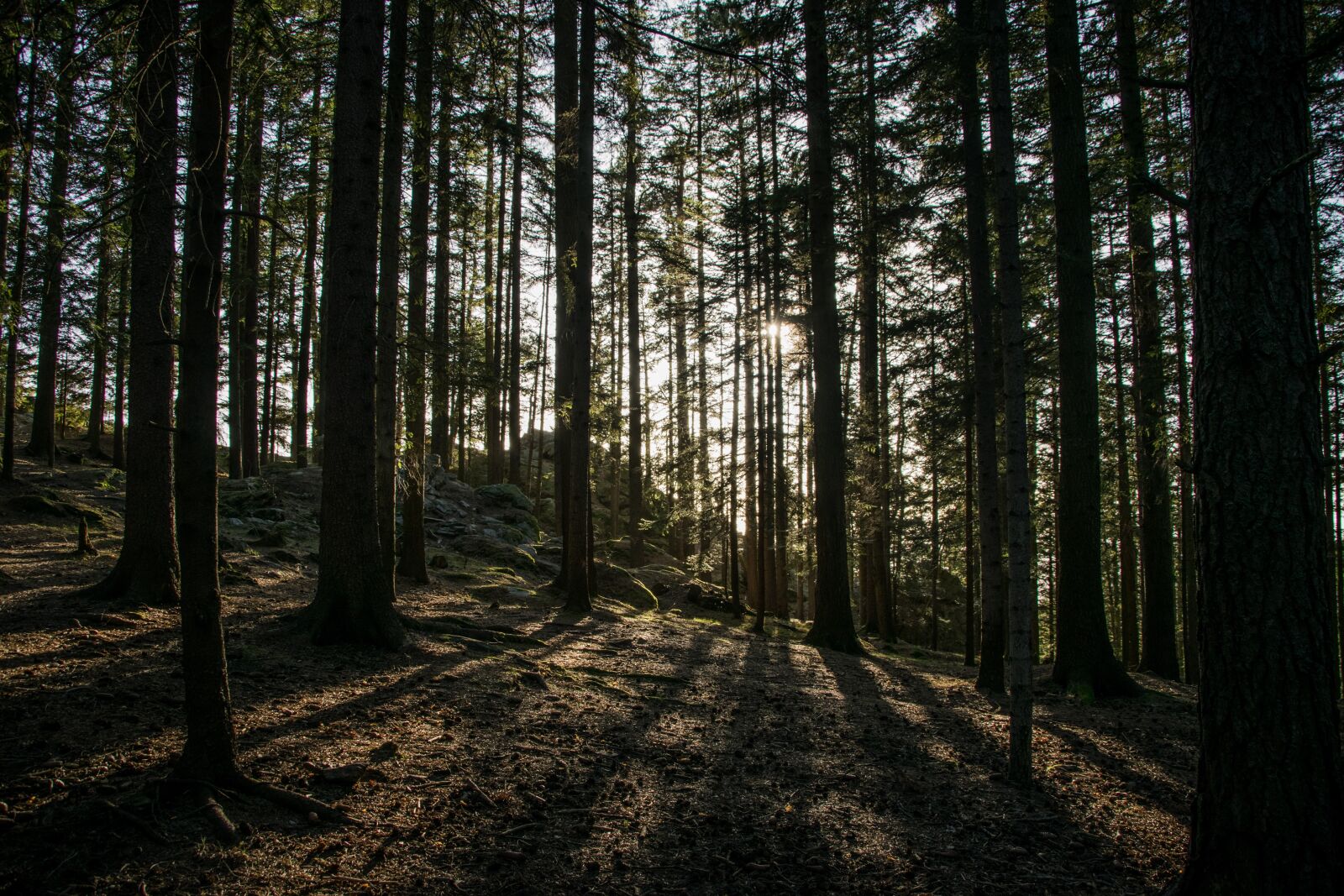 Nikon D5300 sample photo. Forest, trees, light photography