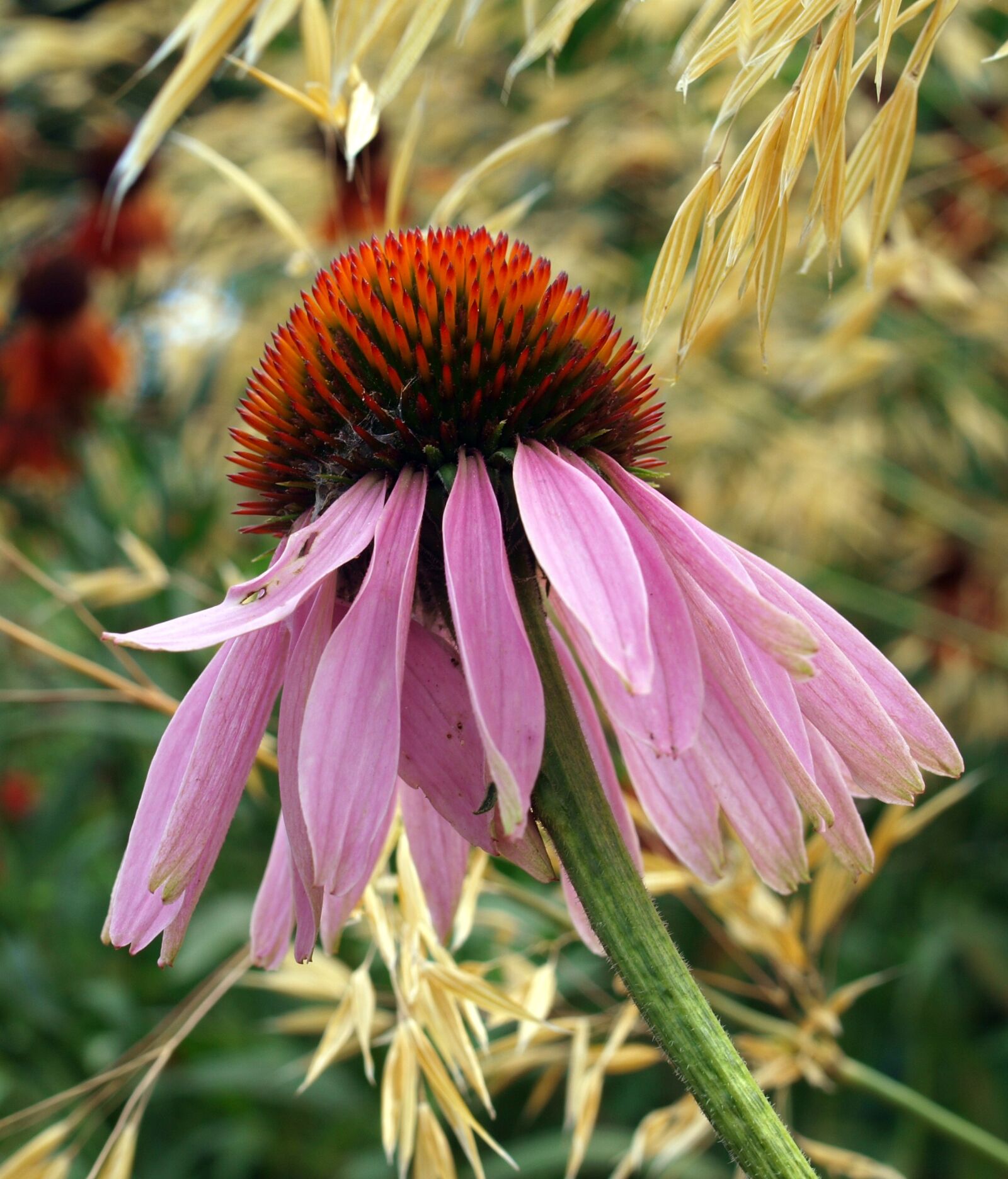 Olympus E-520 (EVOLT E-520) sample photo. Flower, cone flower, bloom photography
