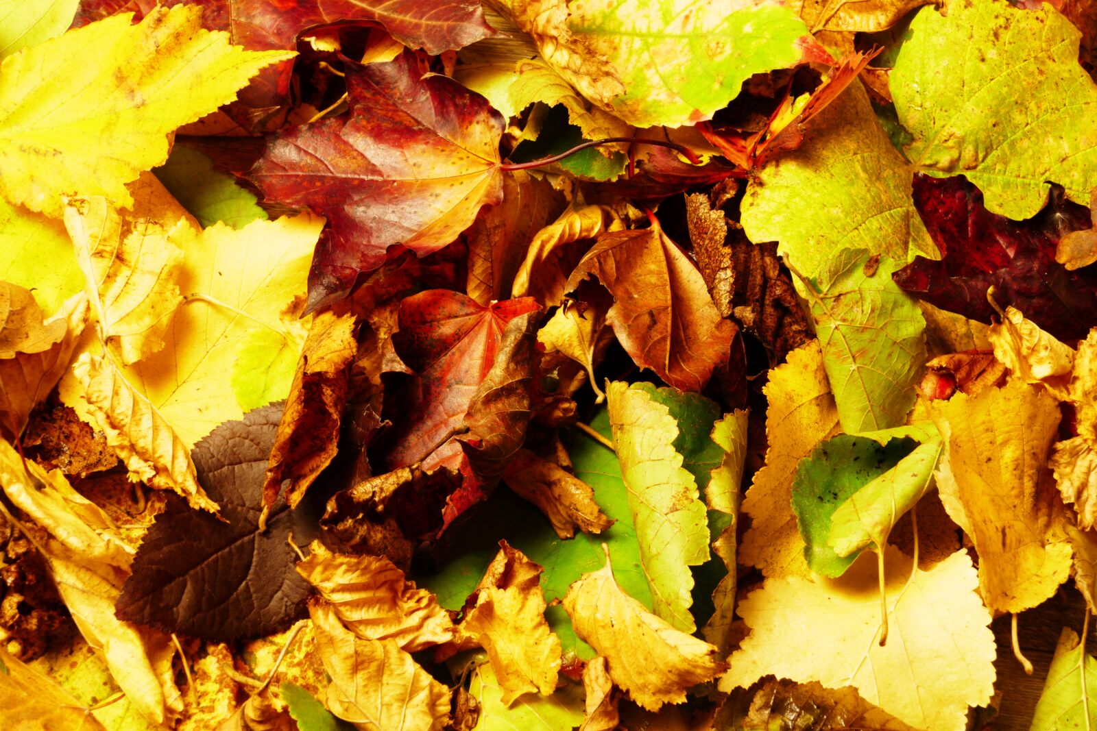 Panasonic Lumix DMC-FZ1000 sample photo. Autumn, leaves, fall foliage photography