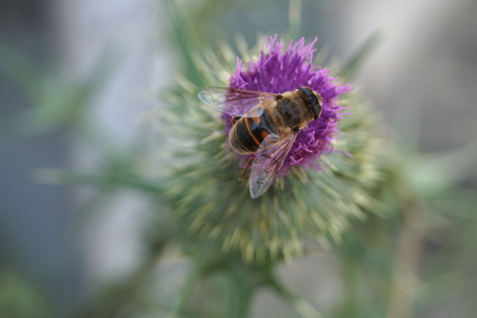 Sony DT 18-55mm F3.5-5.6 SAM II sample photo. Bee, insect, animal photography